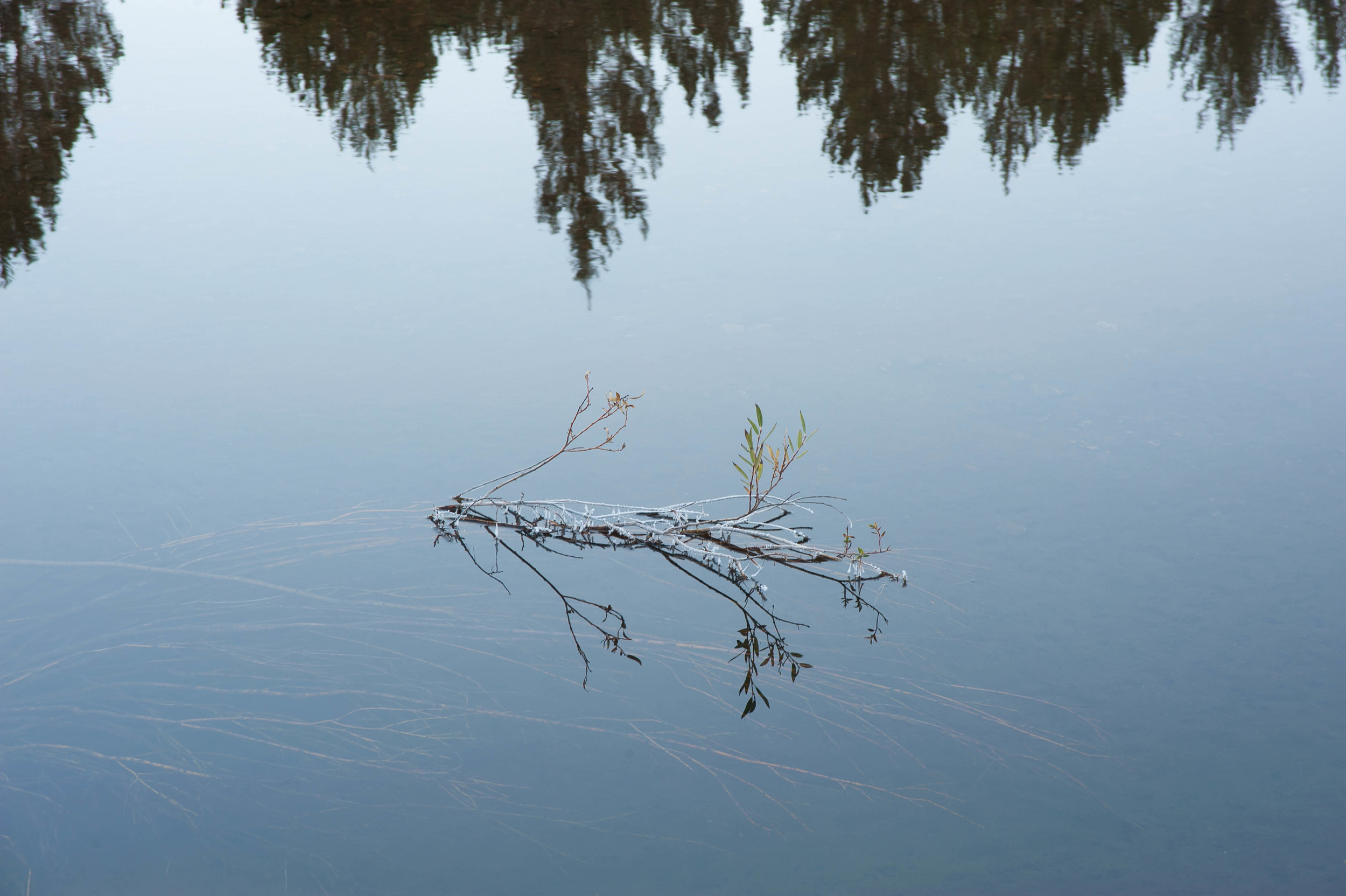 tuolumne river branch.jpg