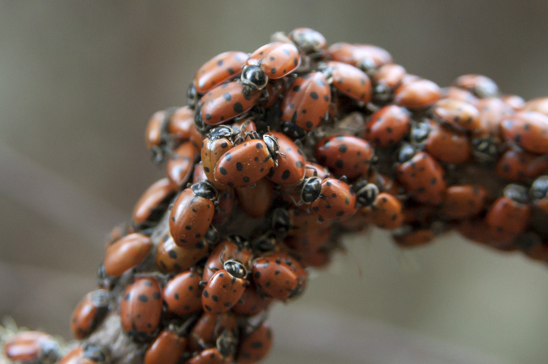 ladybugs 4 cropped.jpg