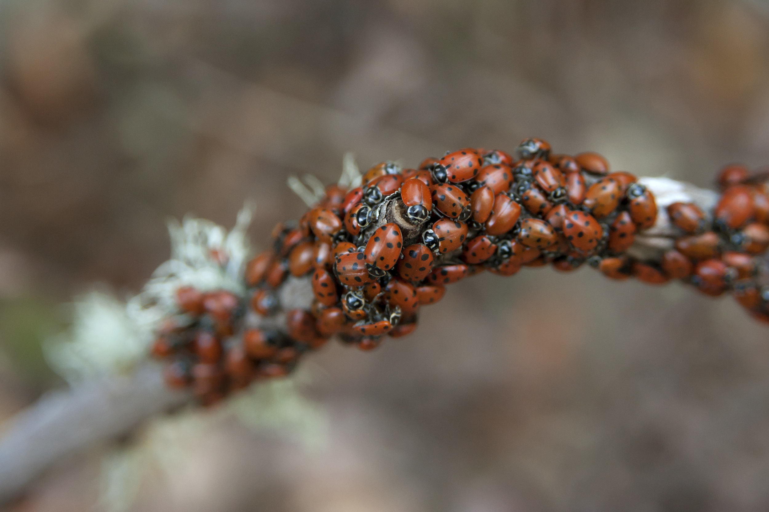 ladybugs 5.jpg