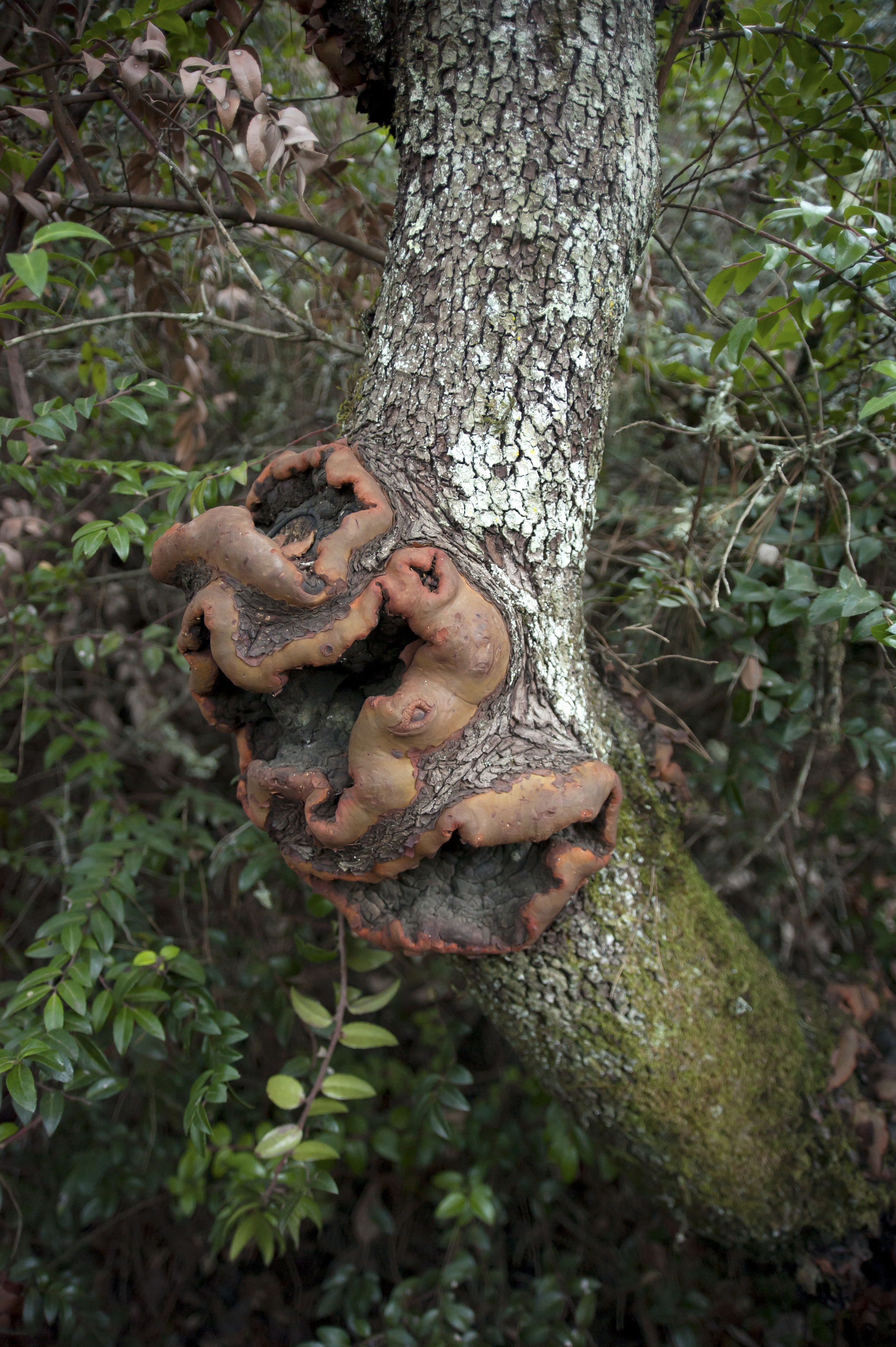 tree trunk growth.jpg