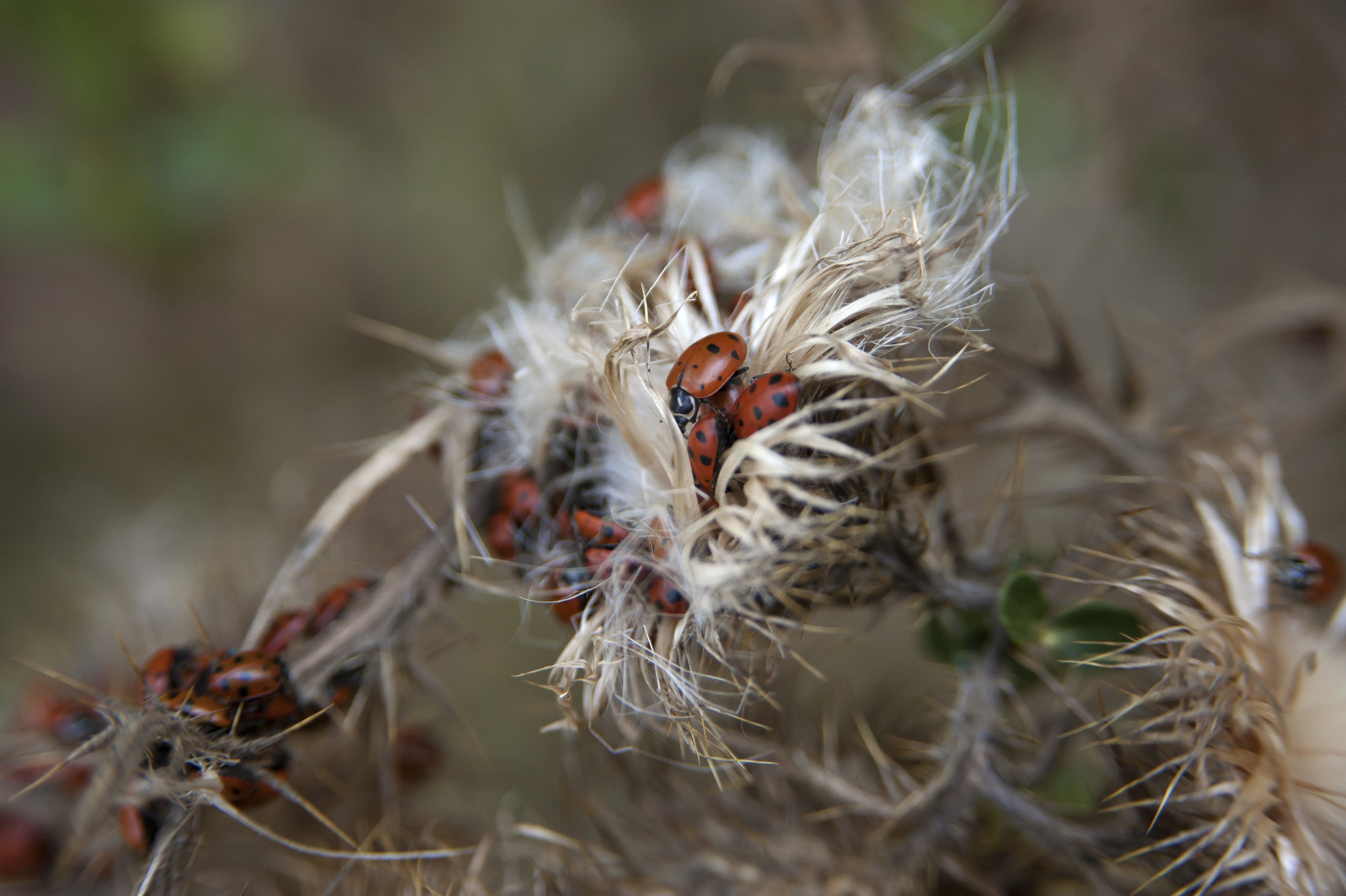 ladybugs 9.jpg