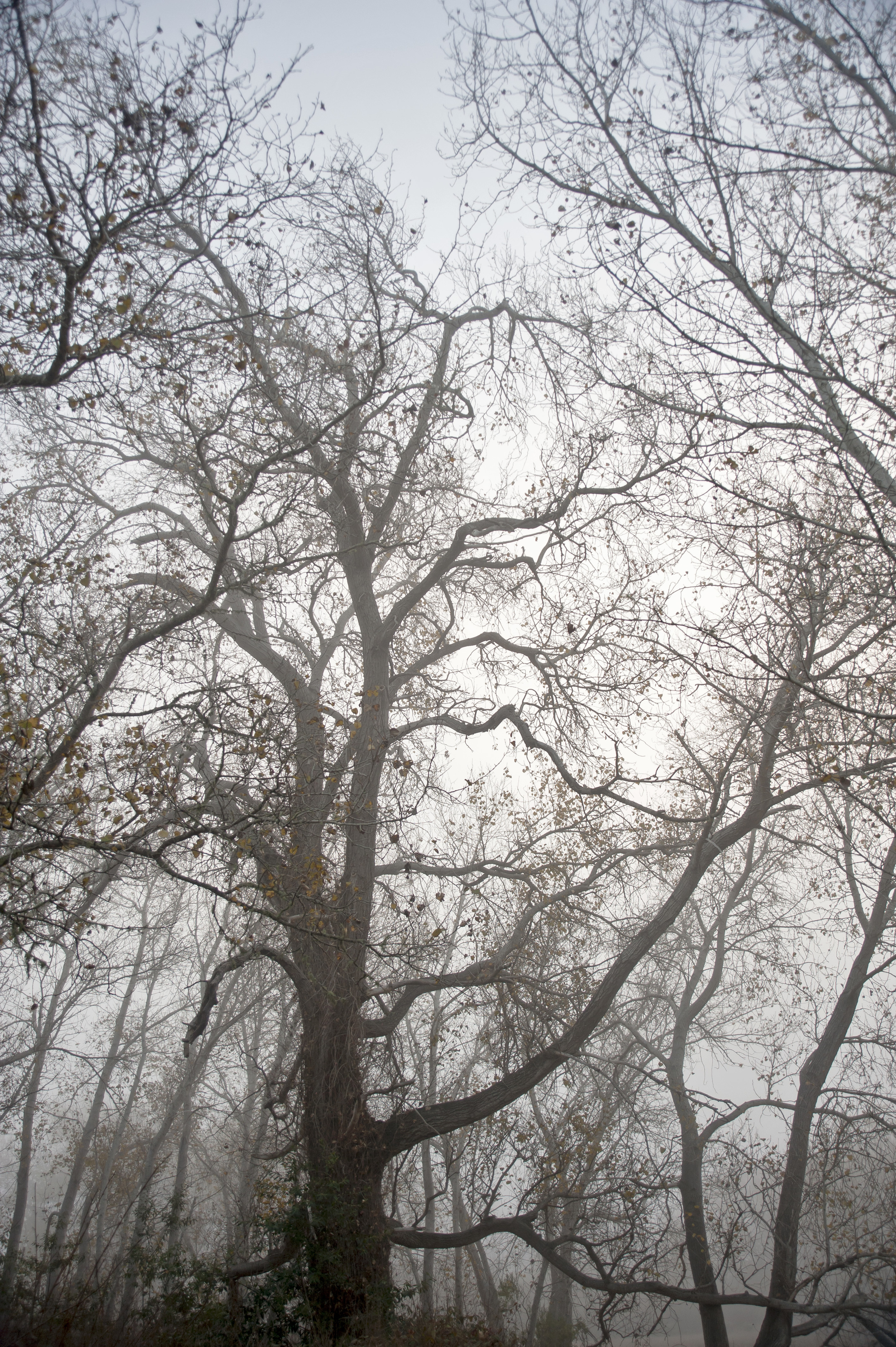 fog trees 2 smart.jpg