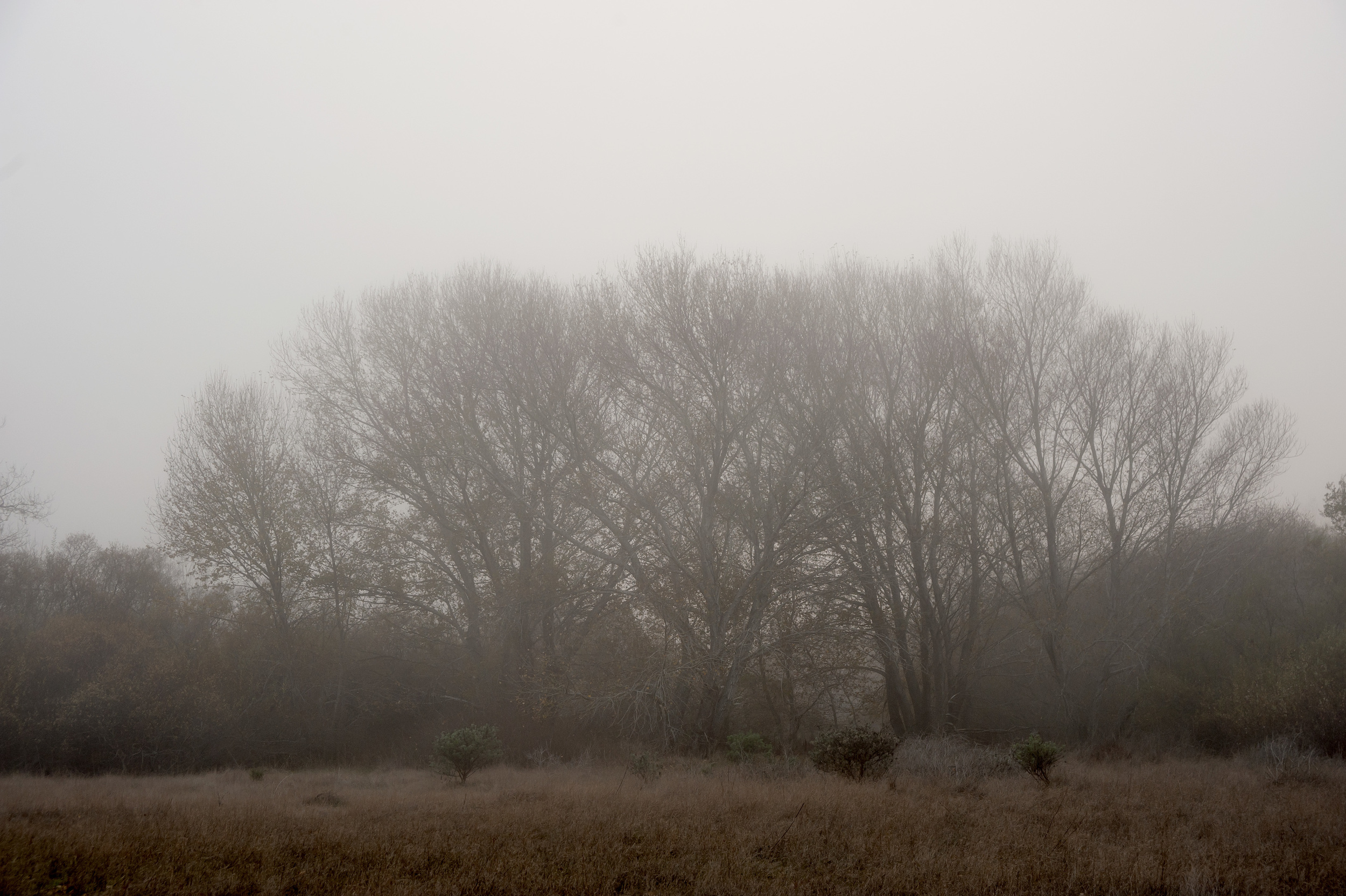 fog trees 4.jpg