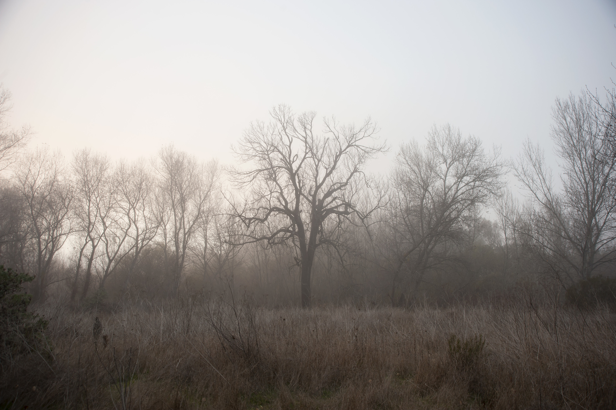 fog trees 6.jpg