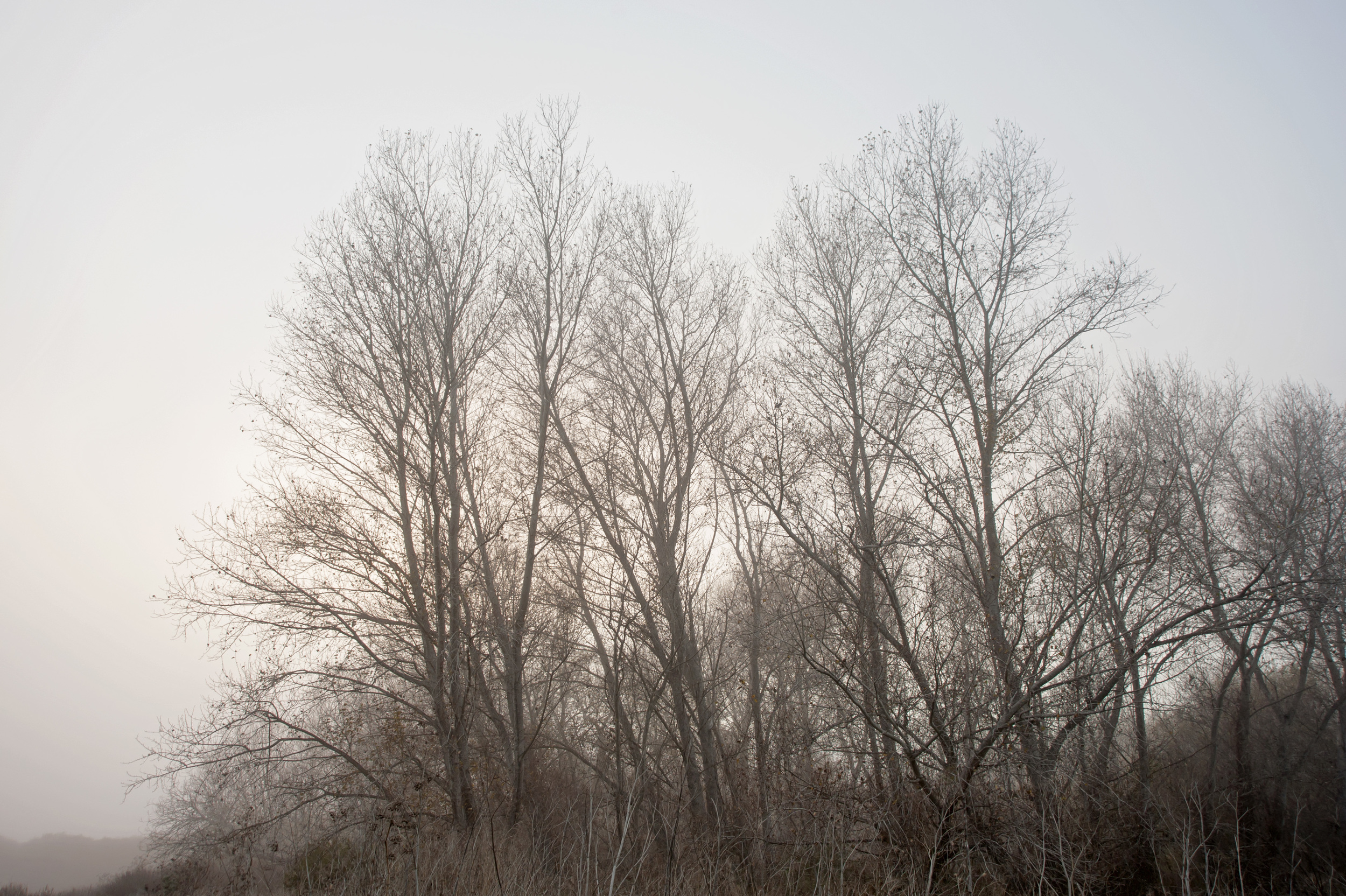 fog trees 8.jpg