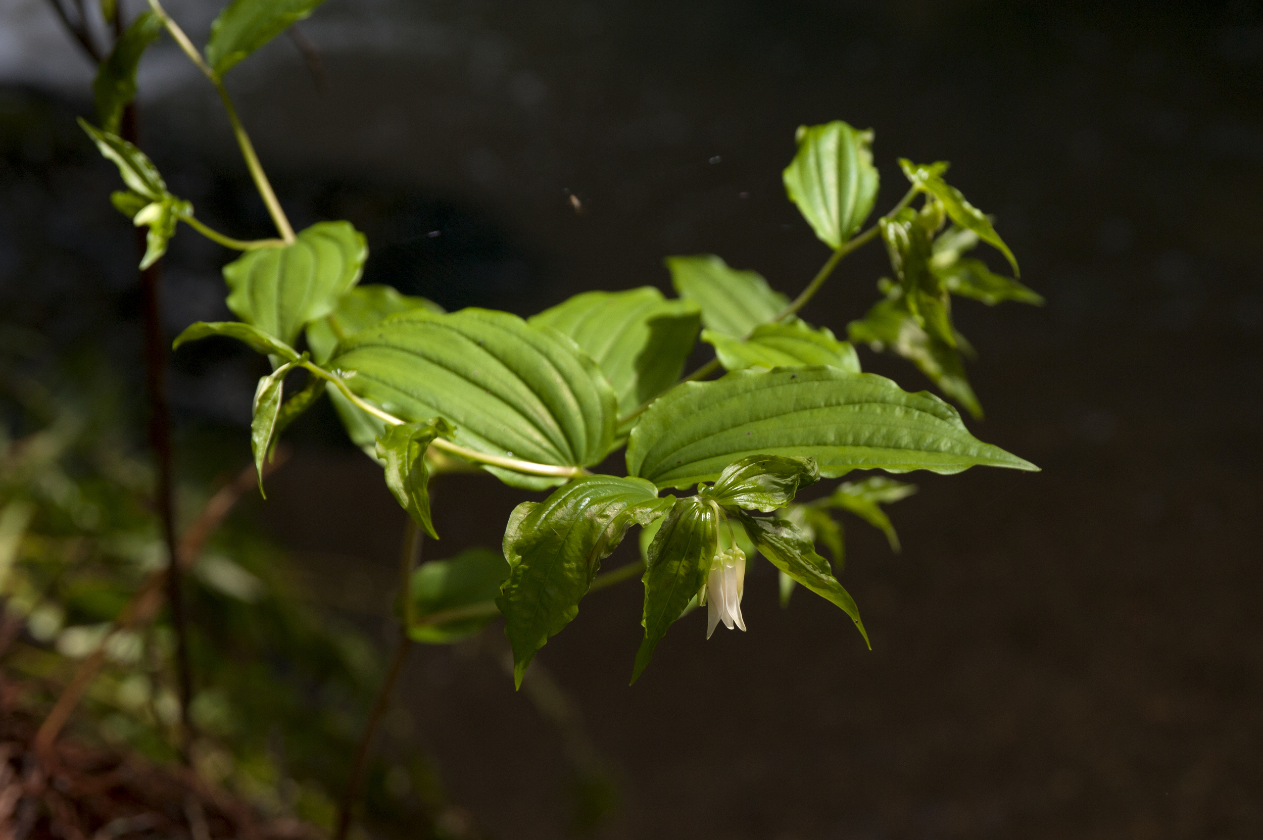 fairy bells 2.jpg