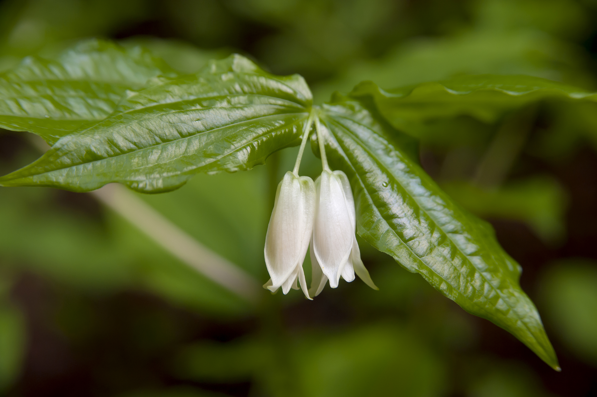 fairy bells.jpg