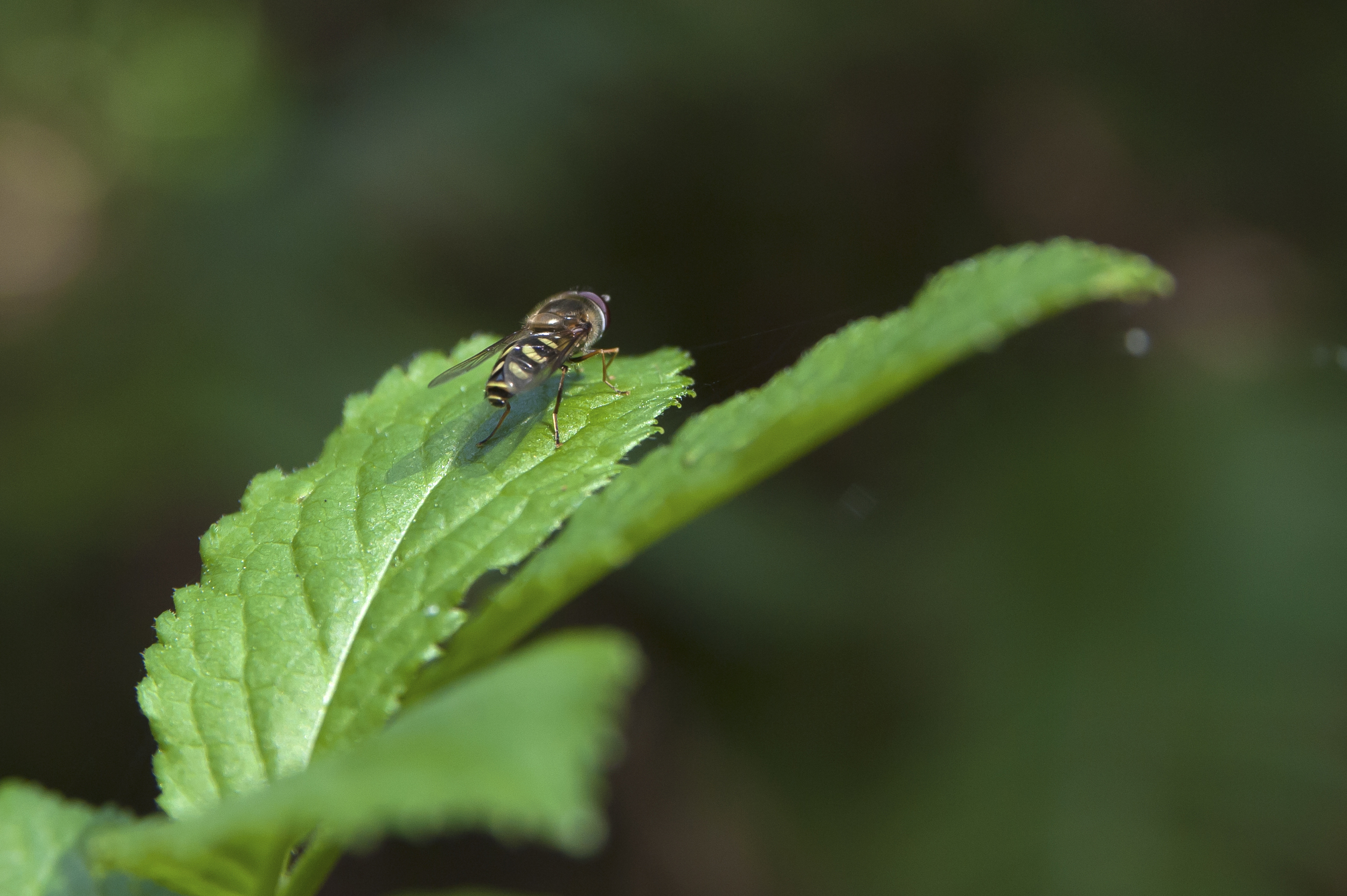 fly on leaf 2.jpg