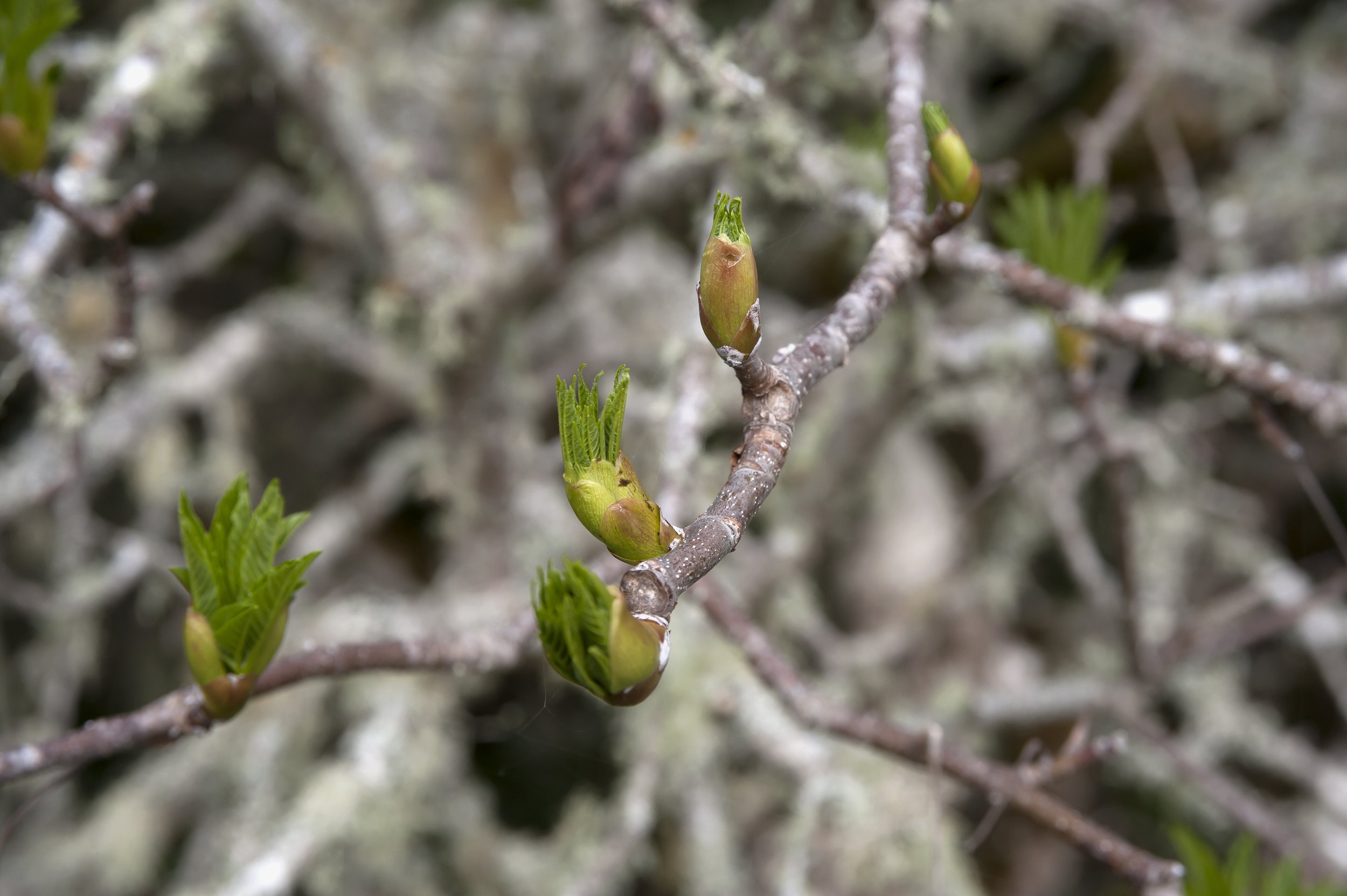 leaf buds.jpg