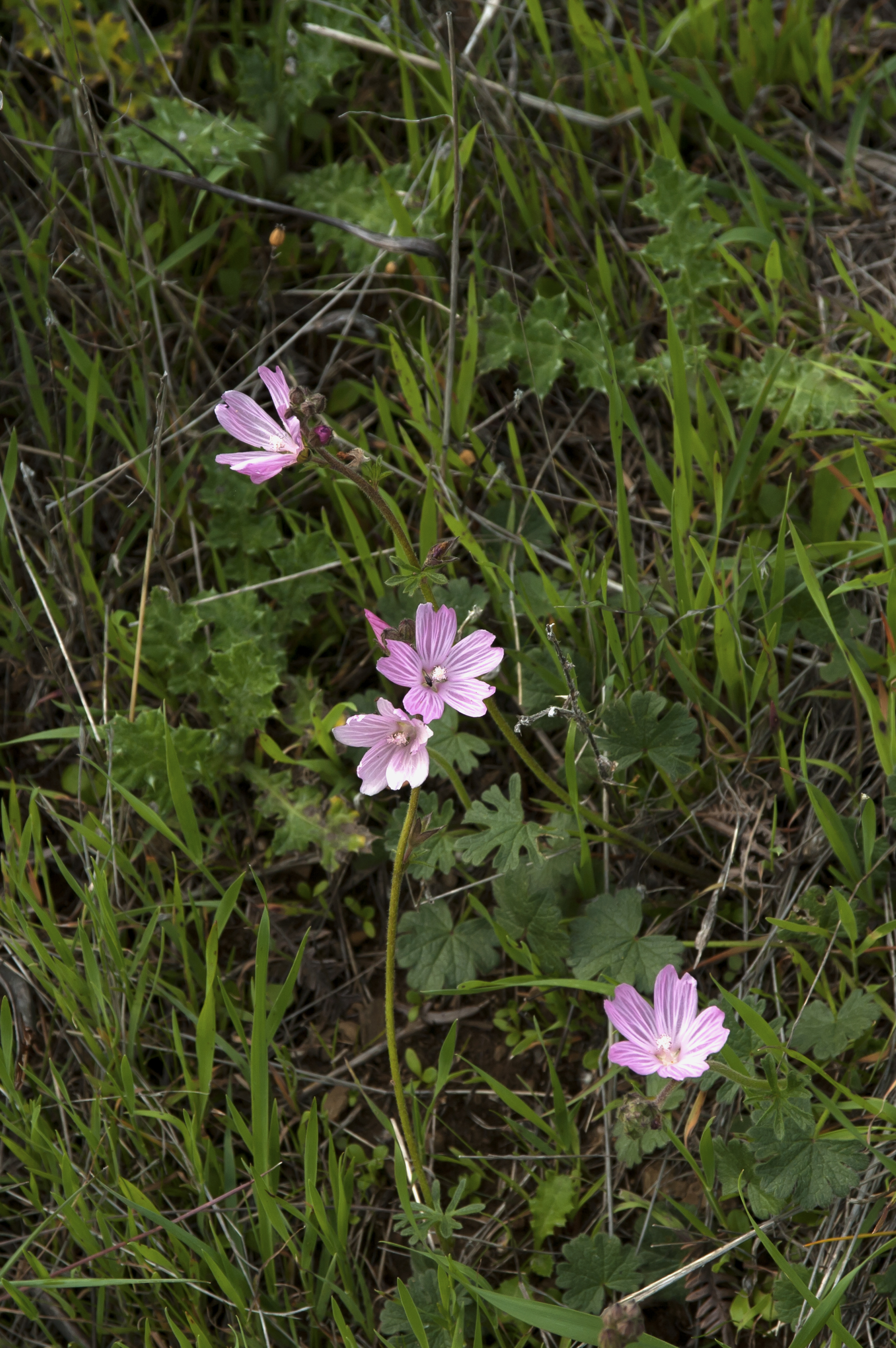 pink flowers.jpg