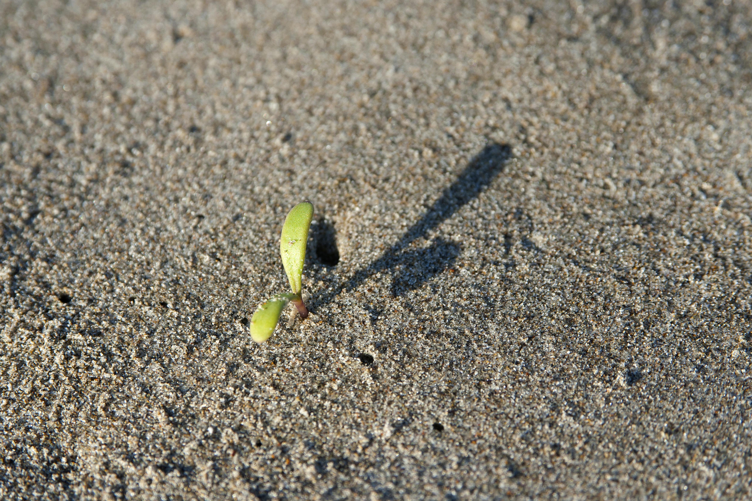 sand seedling.jpg