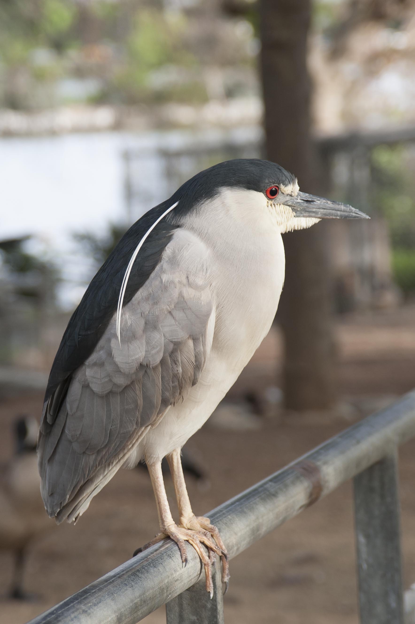 night heron.jpg