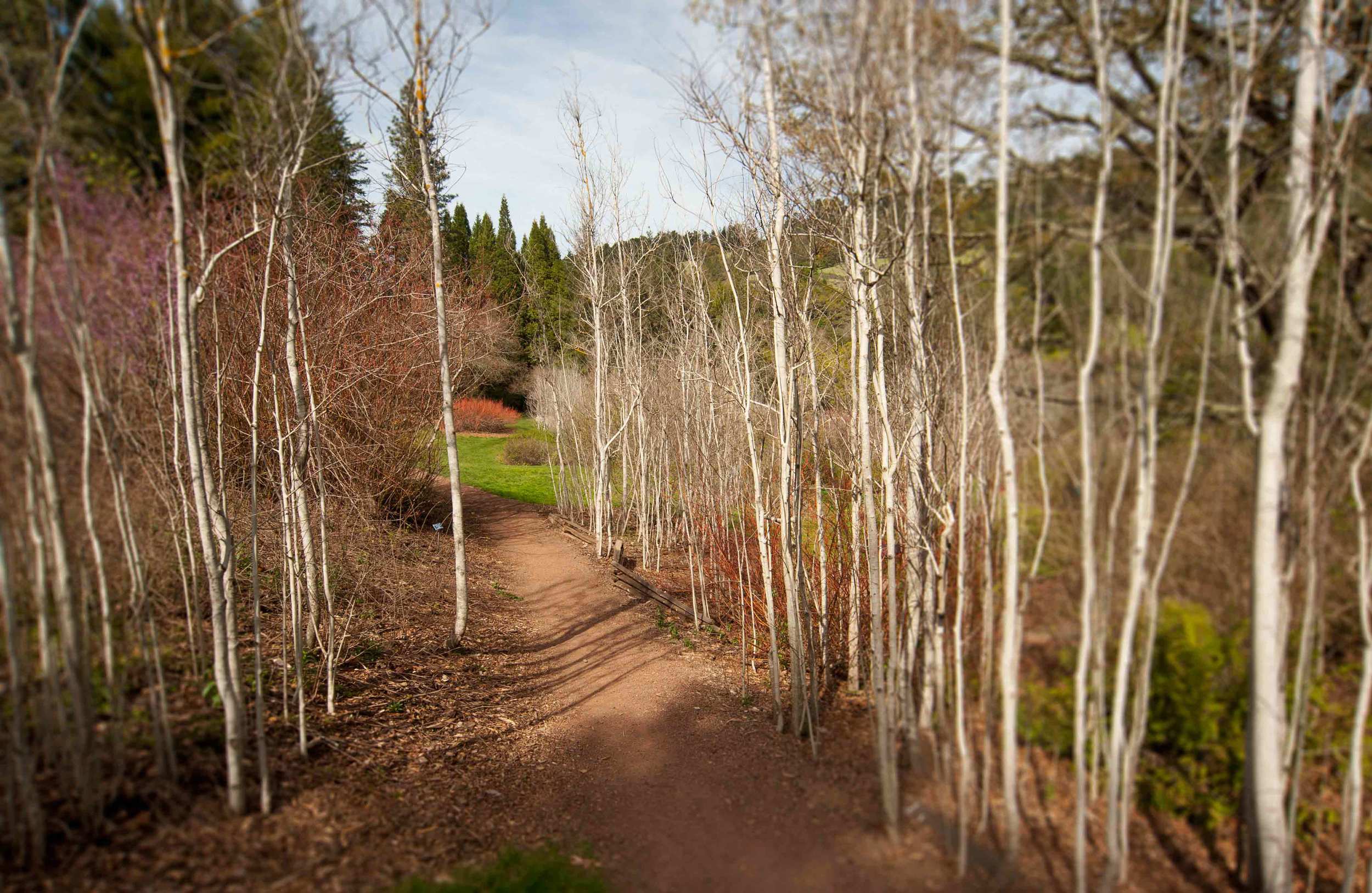 birches-with-blur.jpg