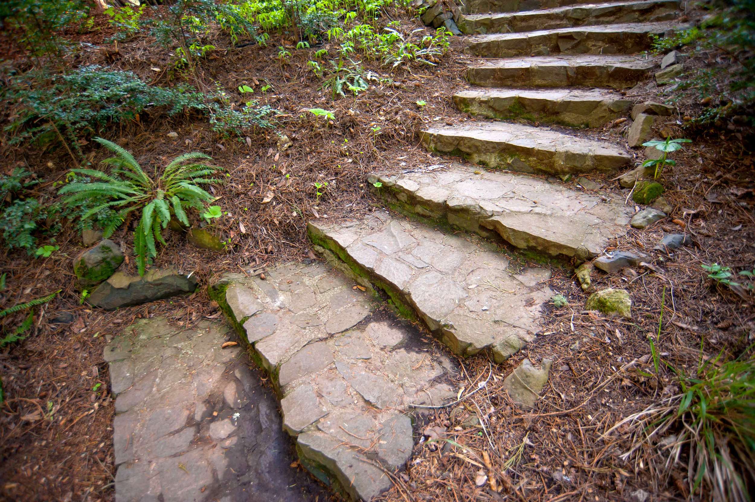 stone-forest-steps.jpg