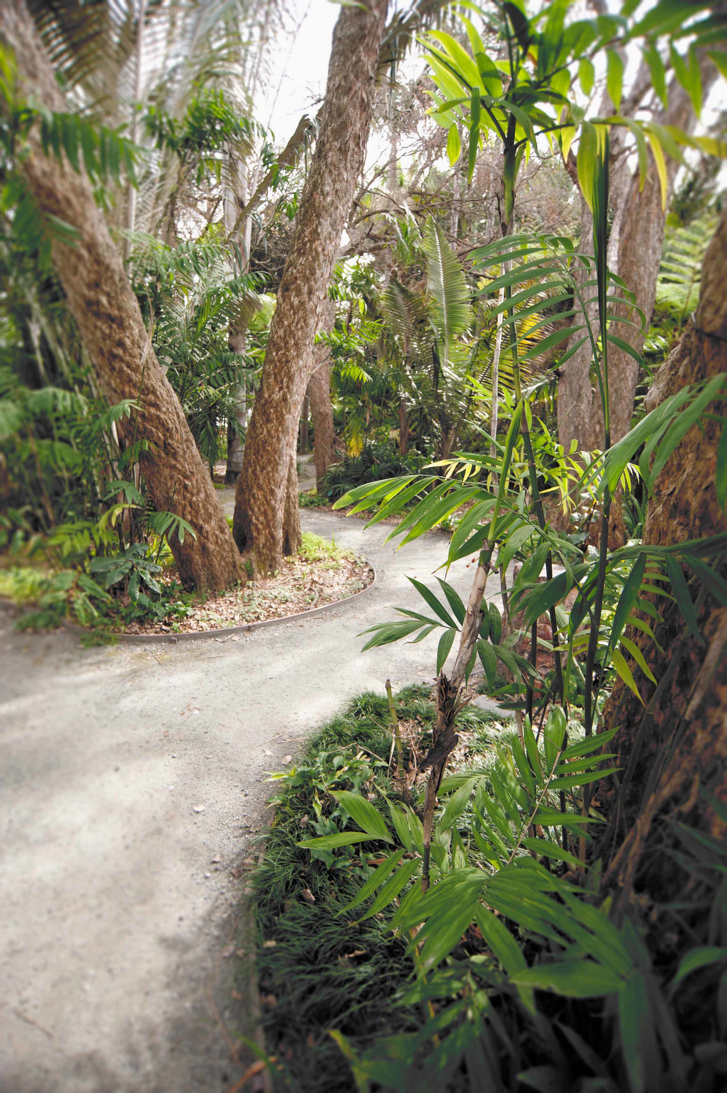 palm-grove-with-blur.jpg