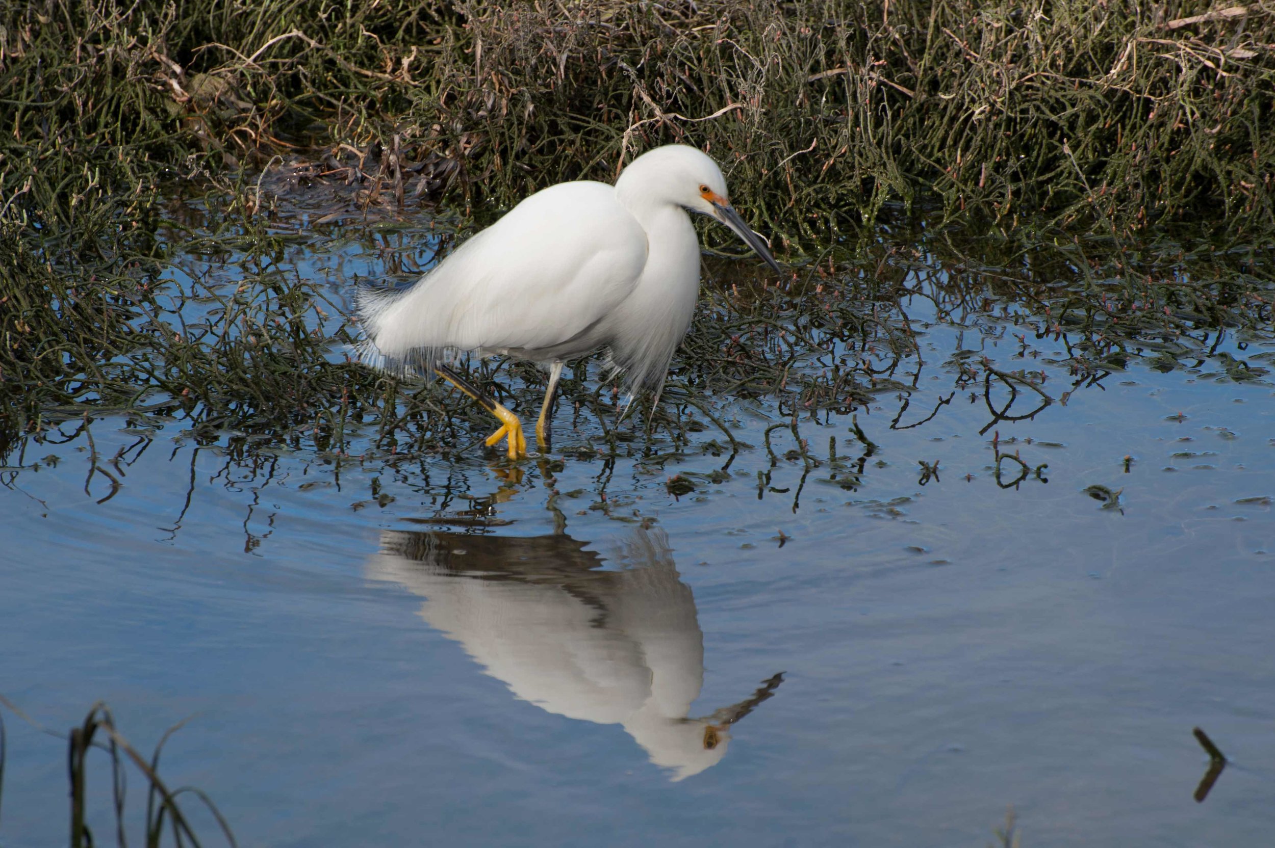 snowyegretfoot.jpg