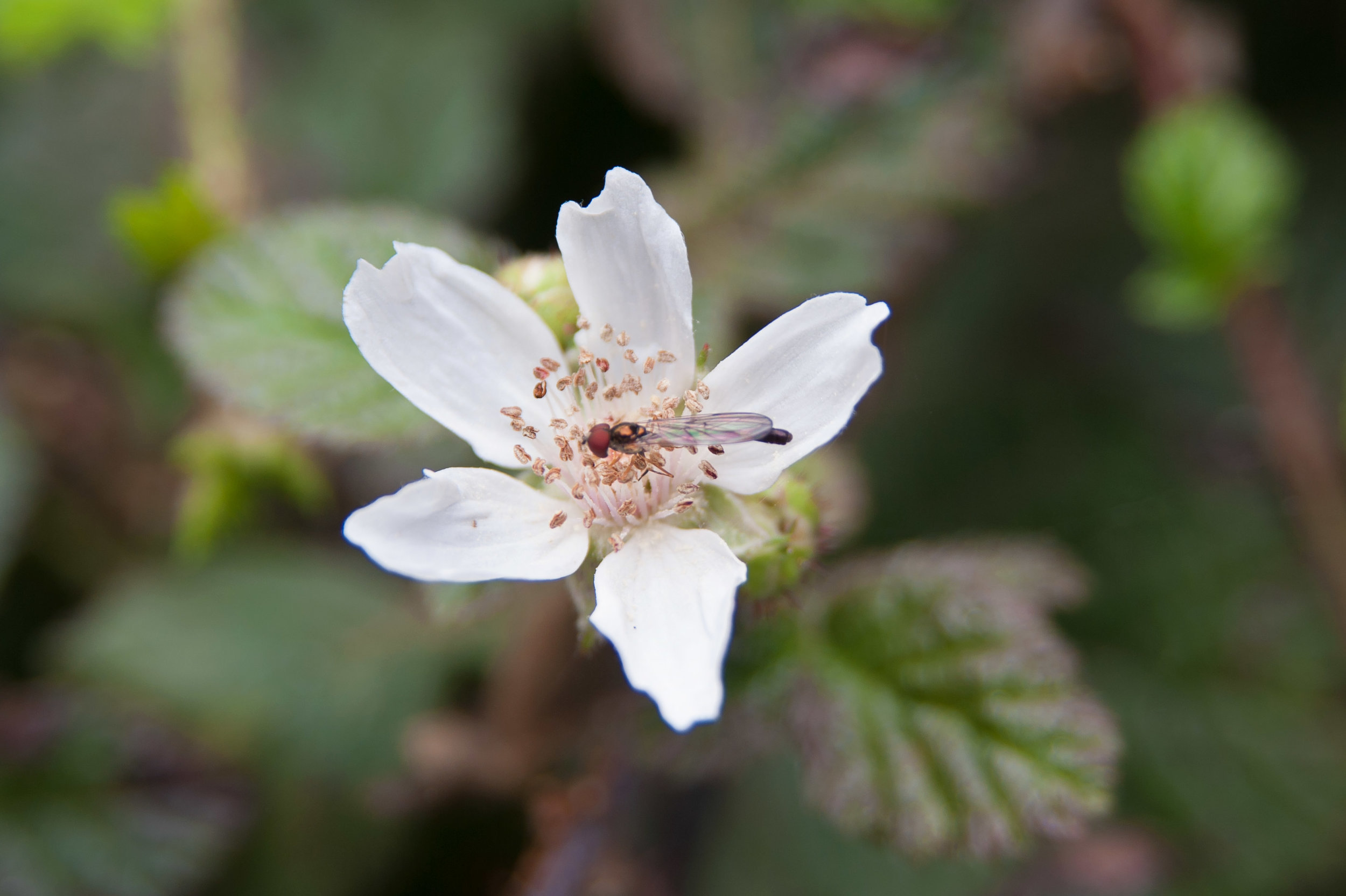 BerryFlowerInsectMerged.jpg