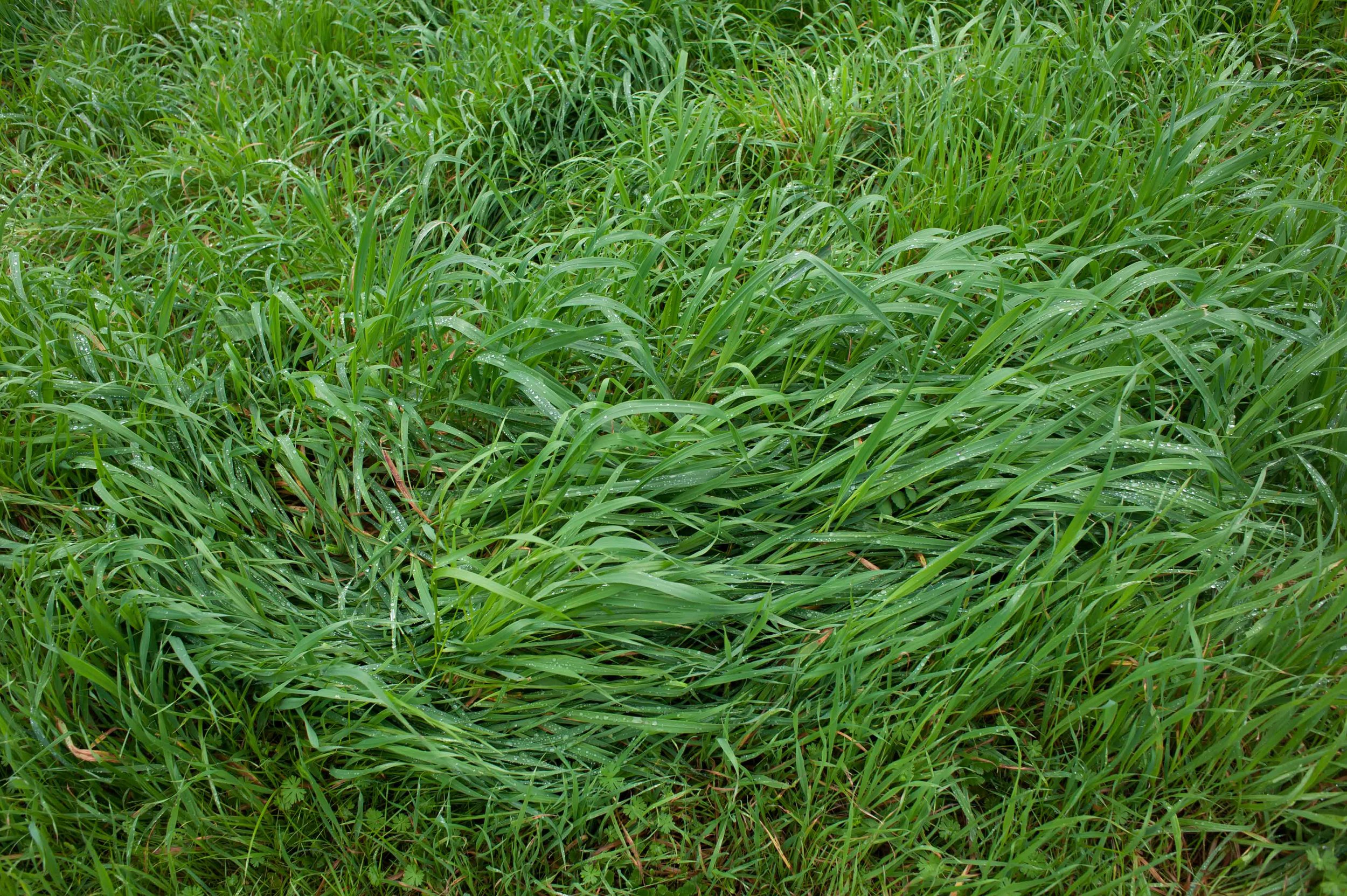 grass.jpg