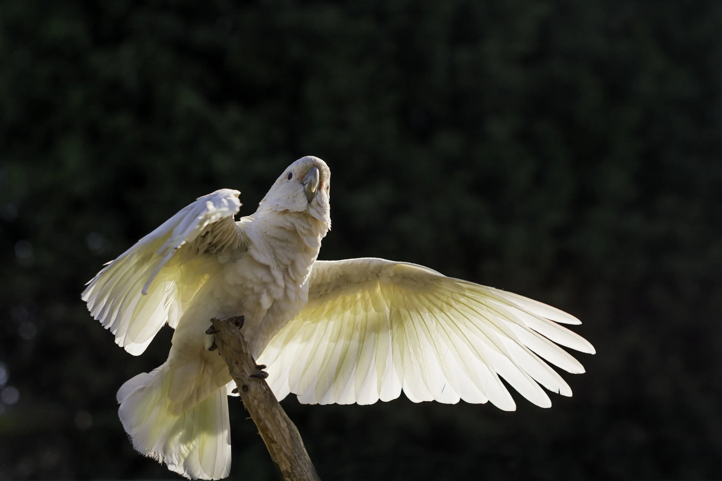 Cockatoo