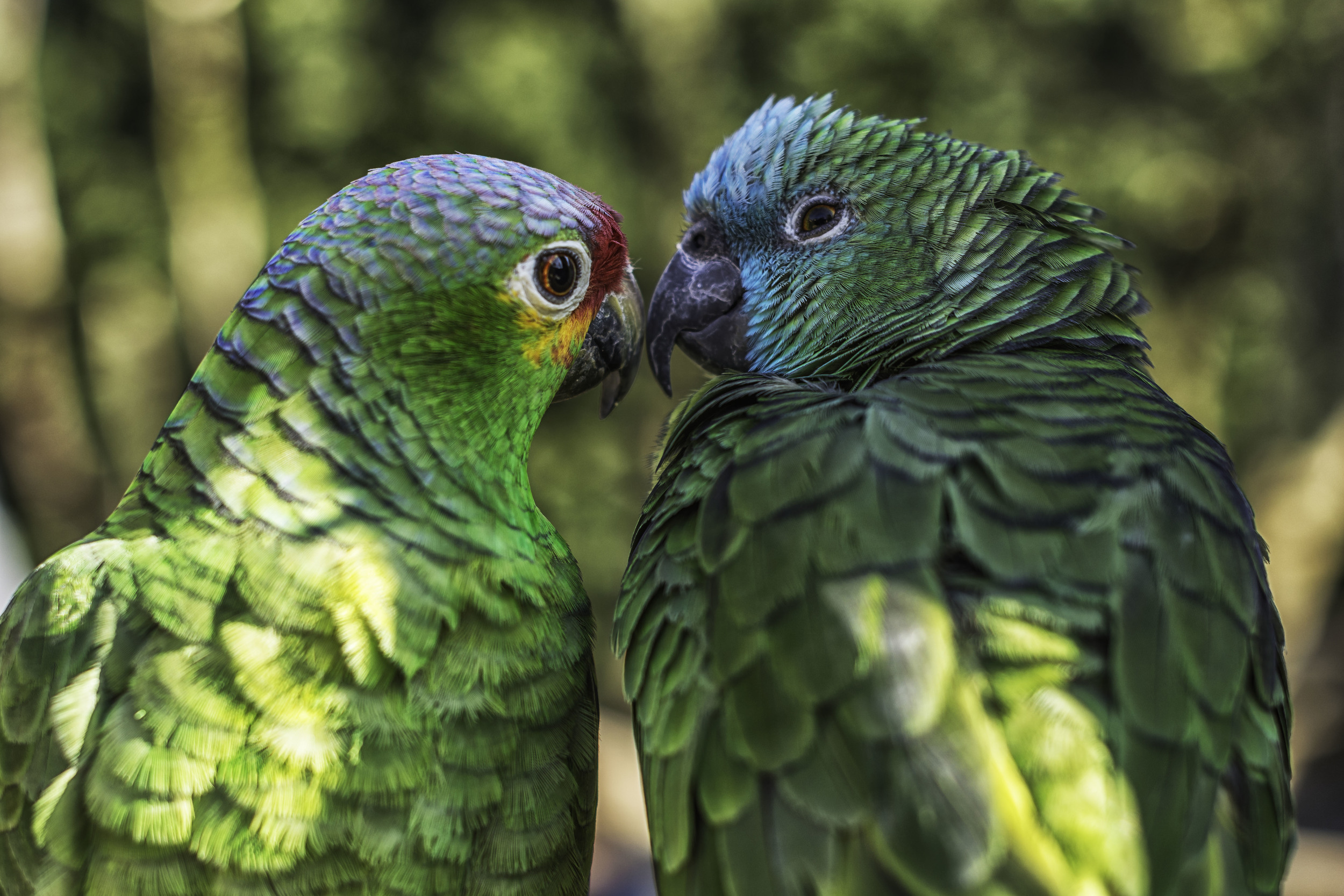 Amazon Parrot's