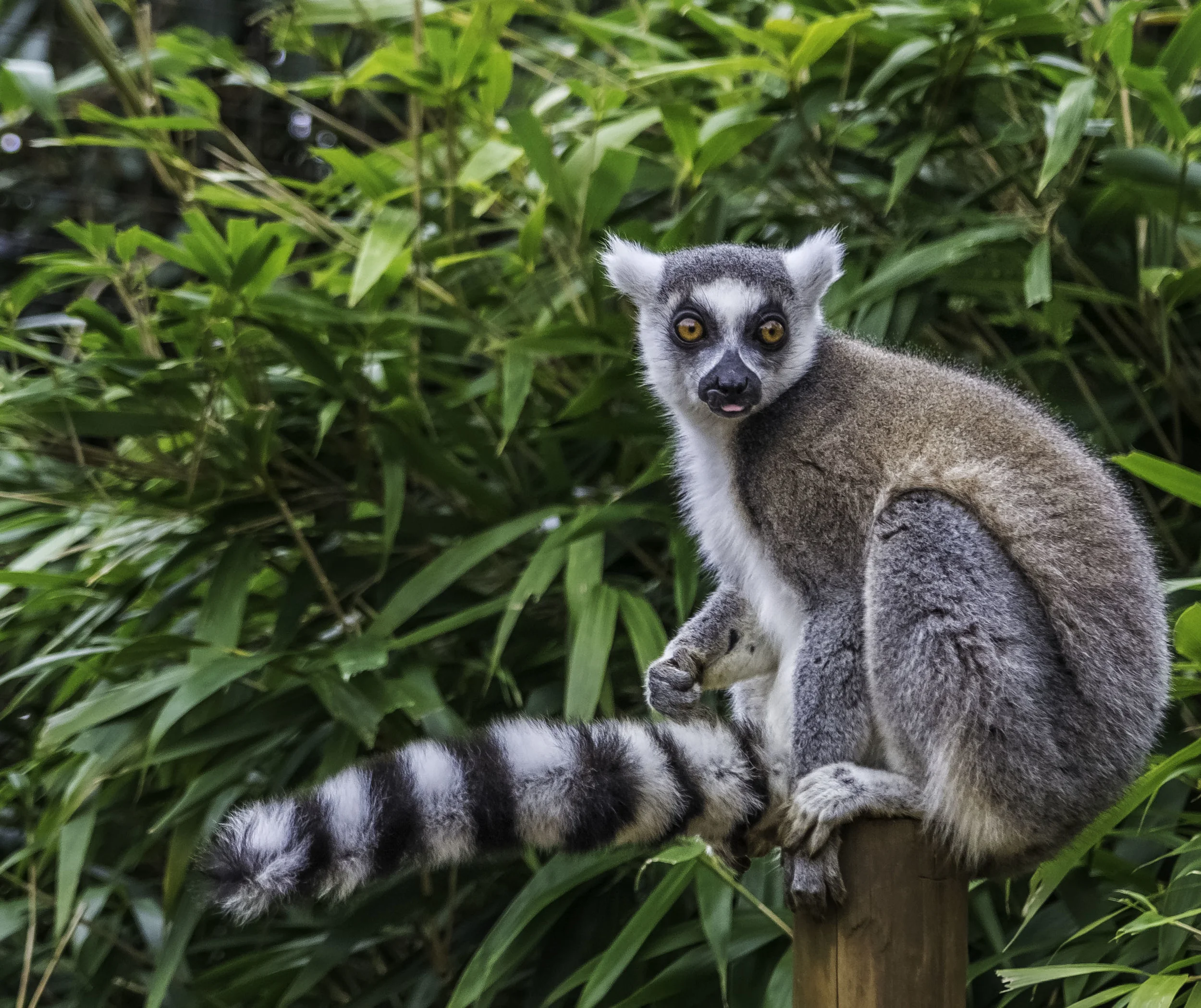 Ring-Tailed Lemur