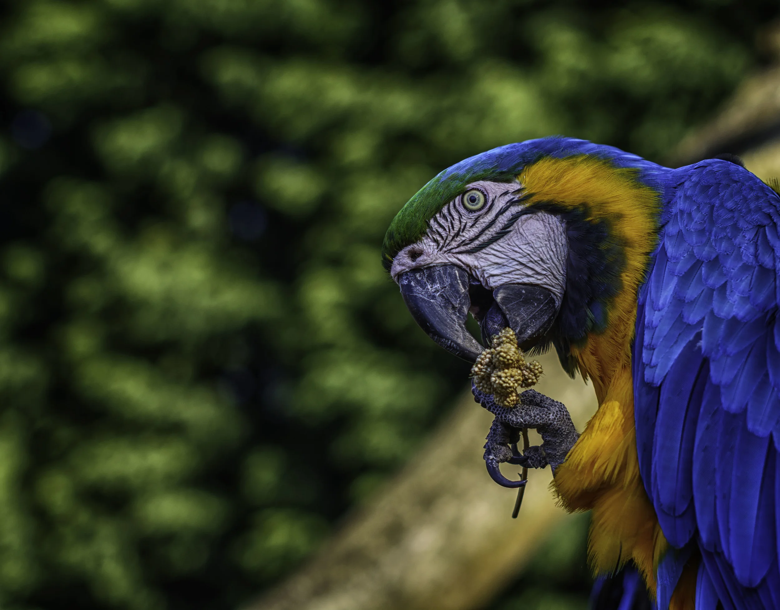 Macaw 