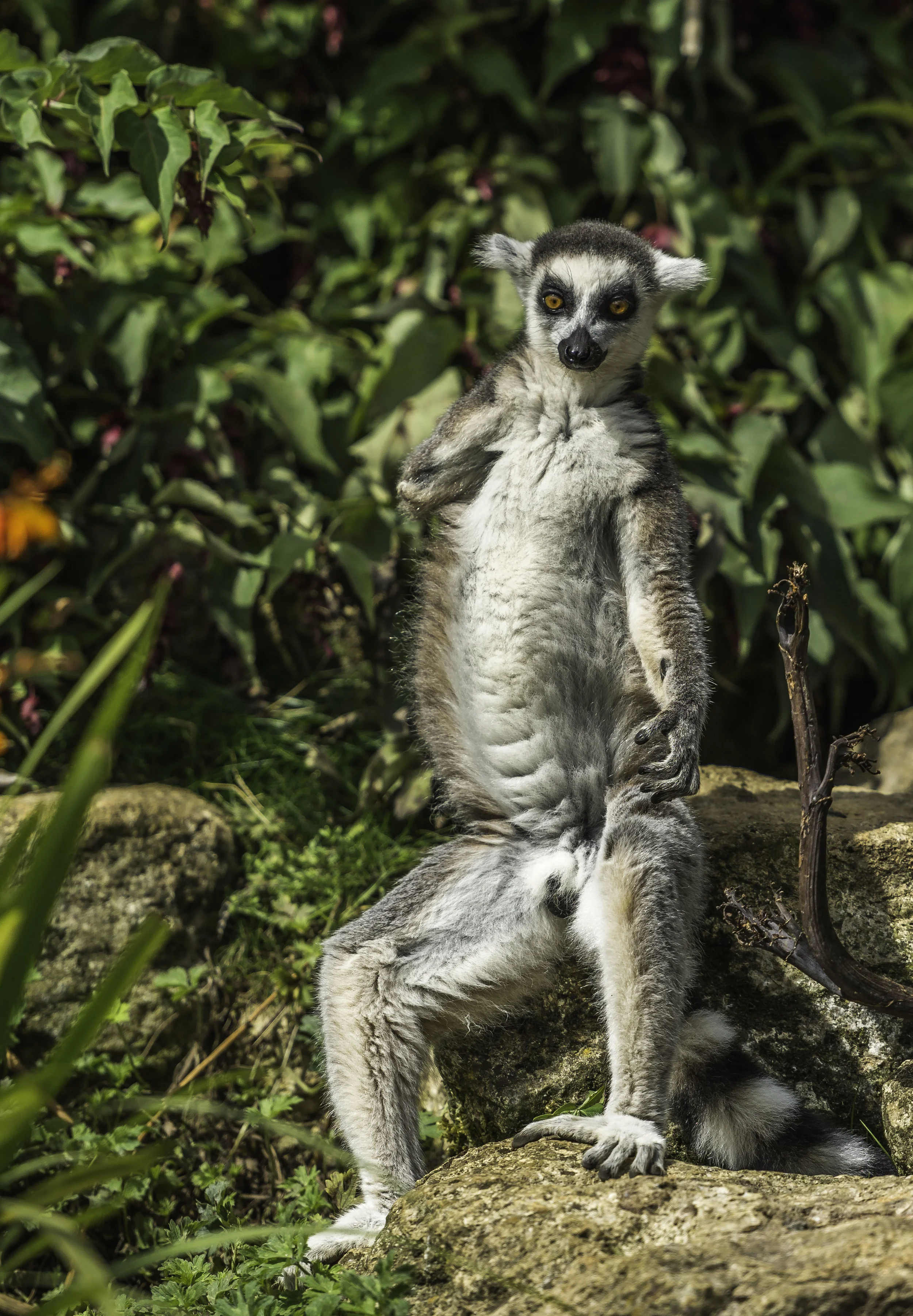 Ring-Tailed Lemur 2