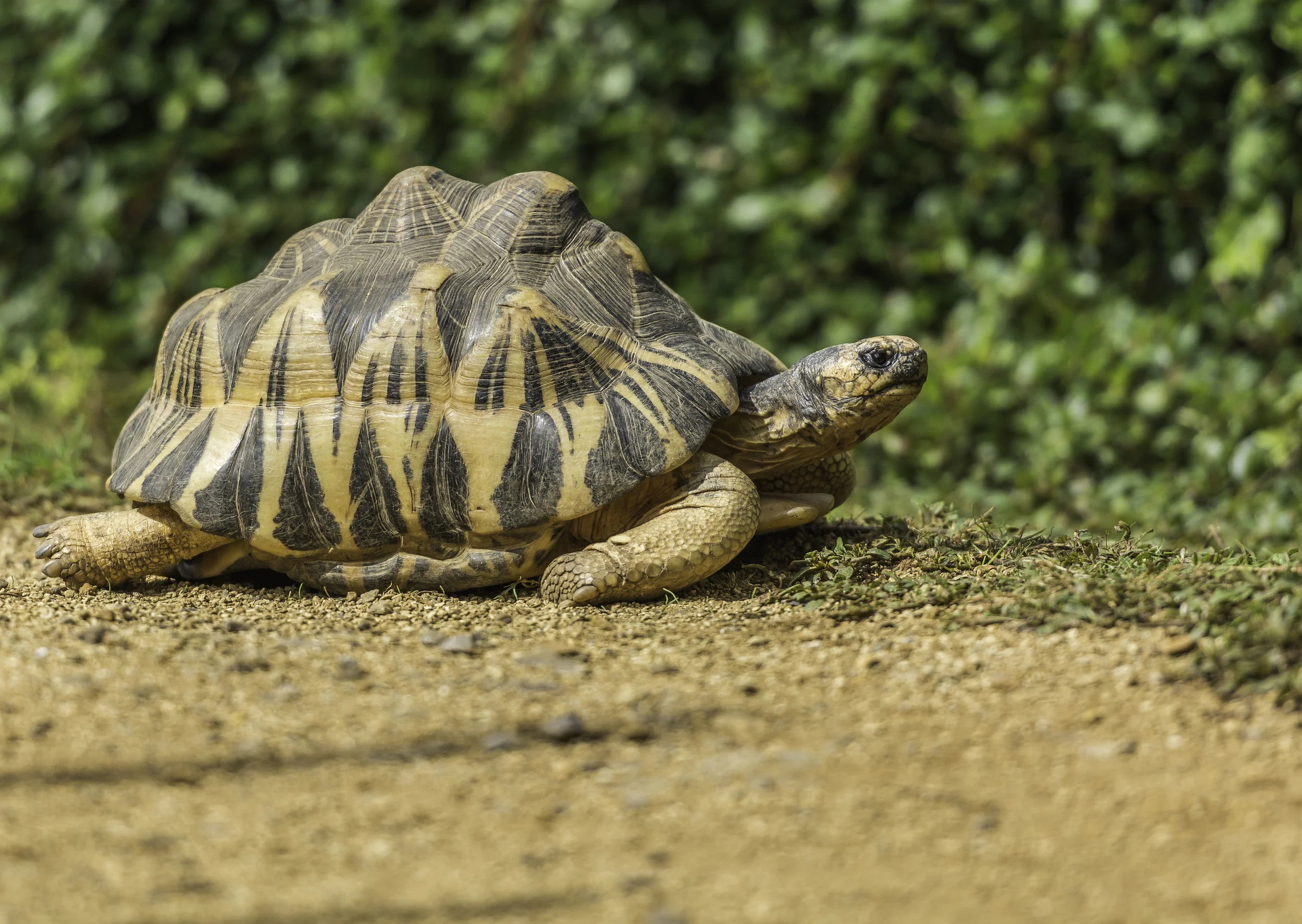 Tortoise