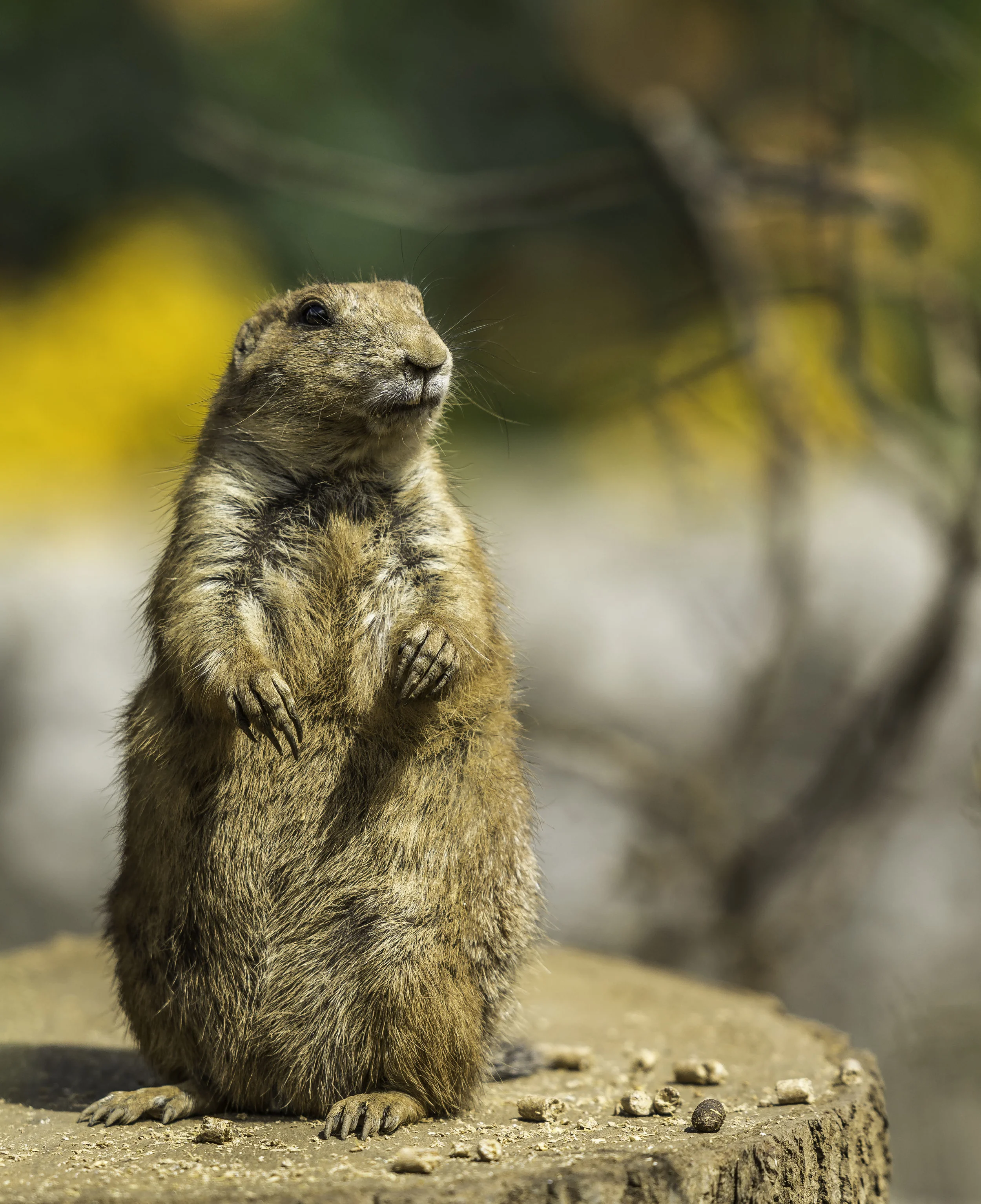 Prairie Dog