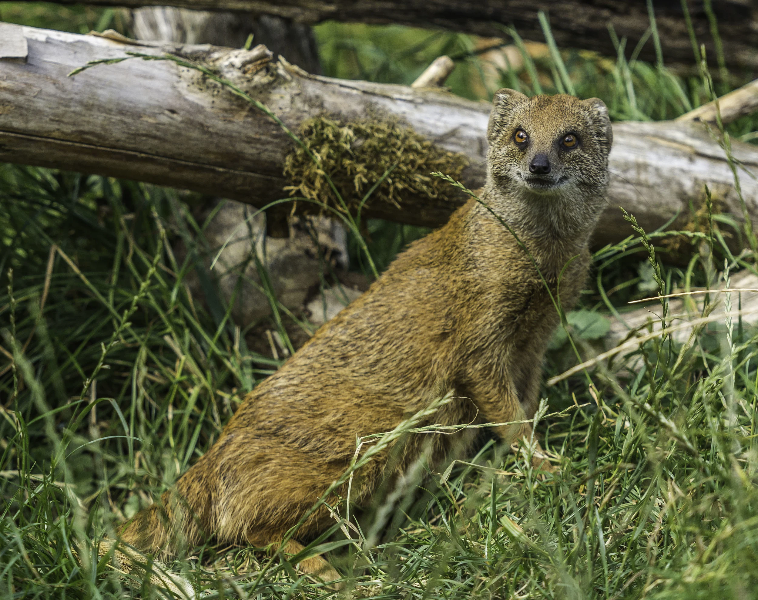 Mongoose