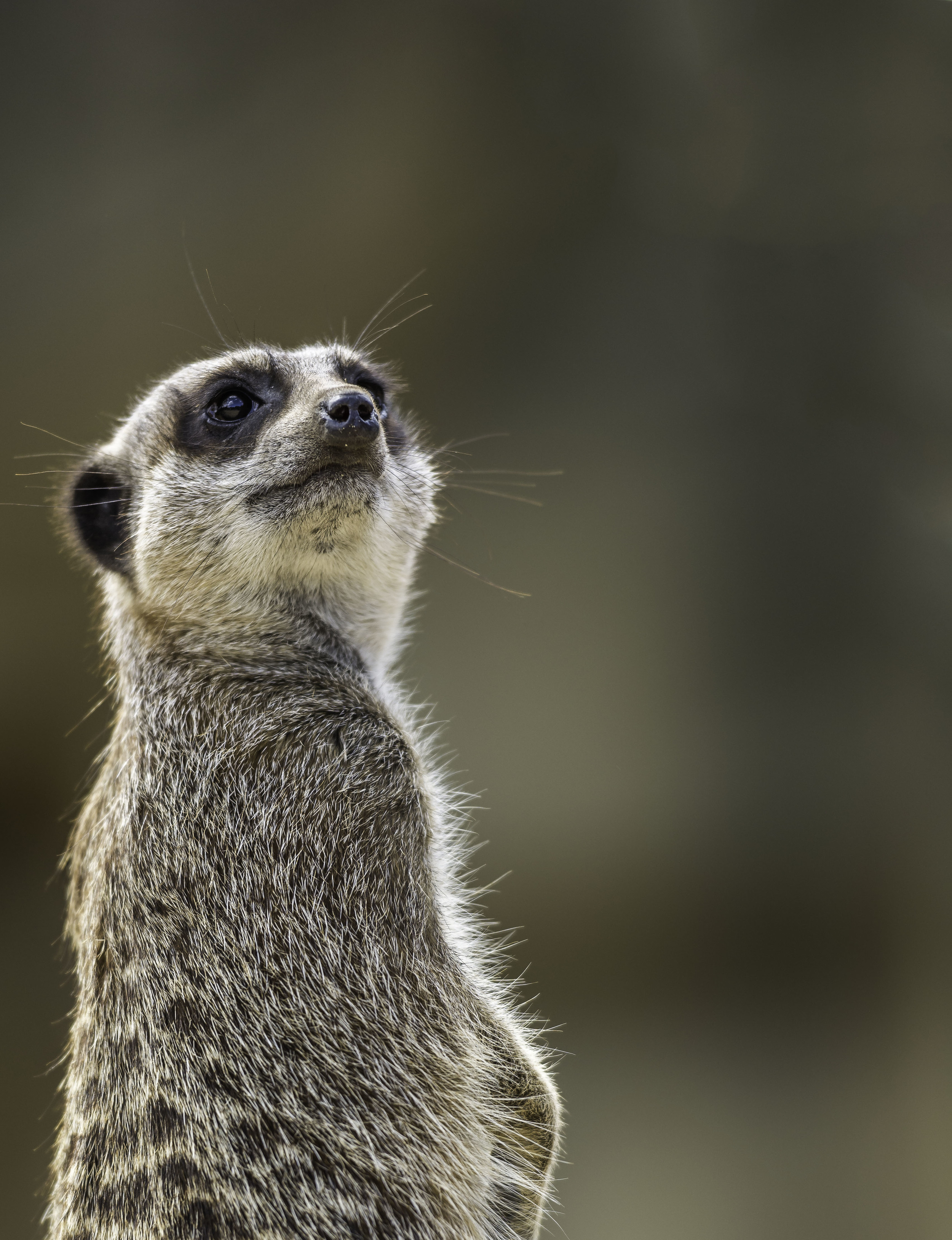 Meerkat 2