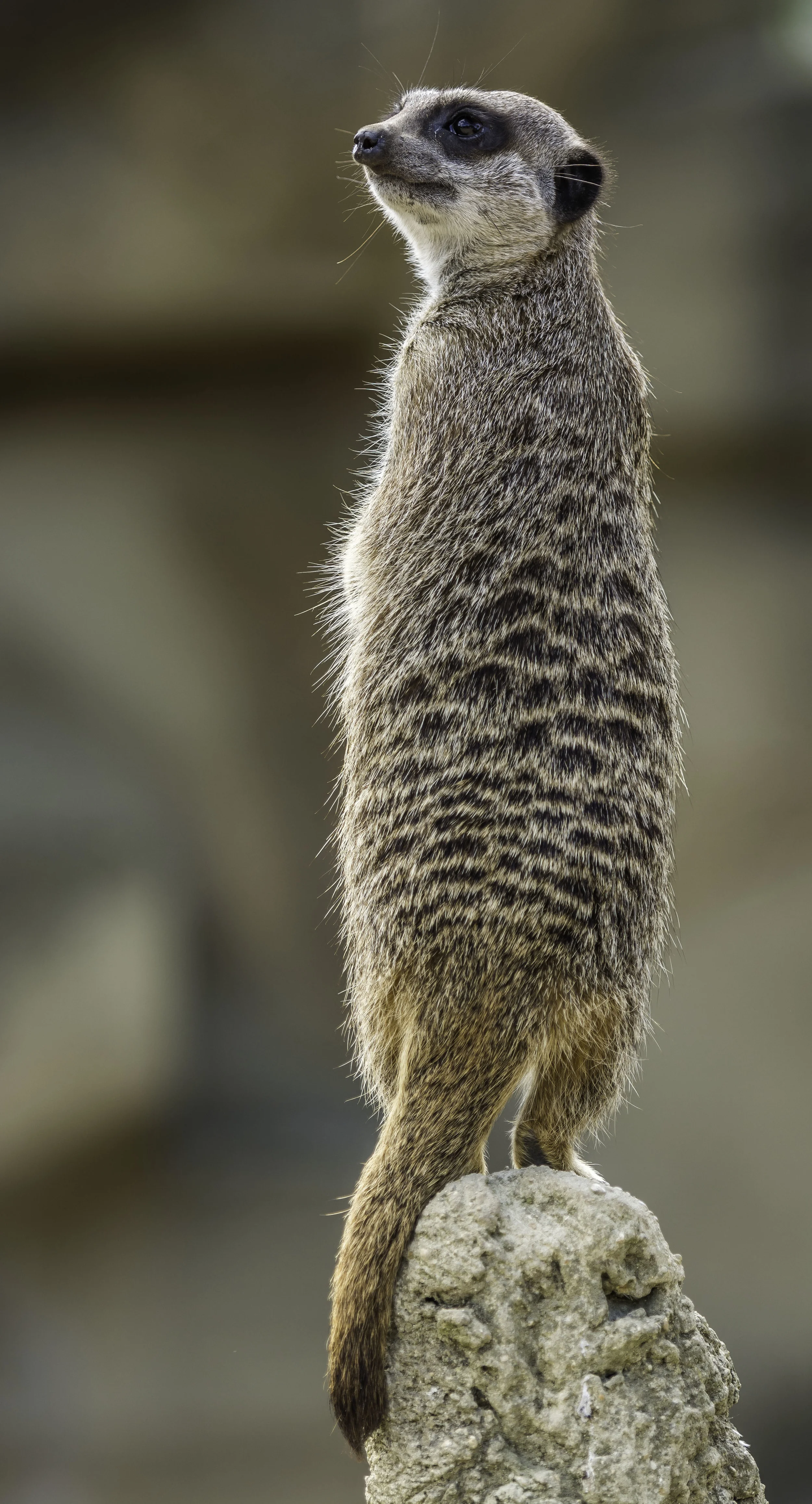 Meerkat
