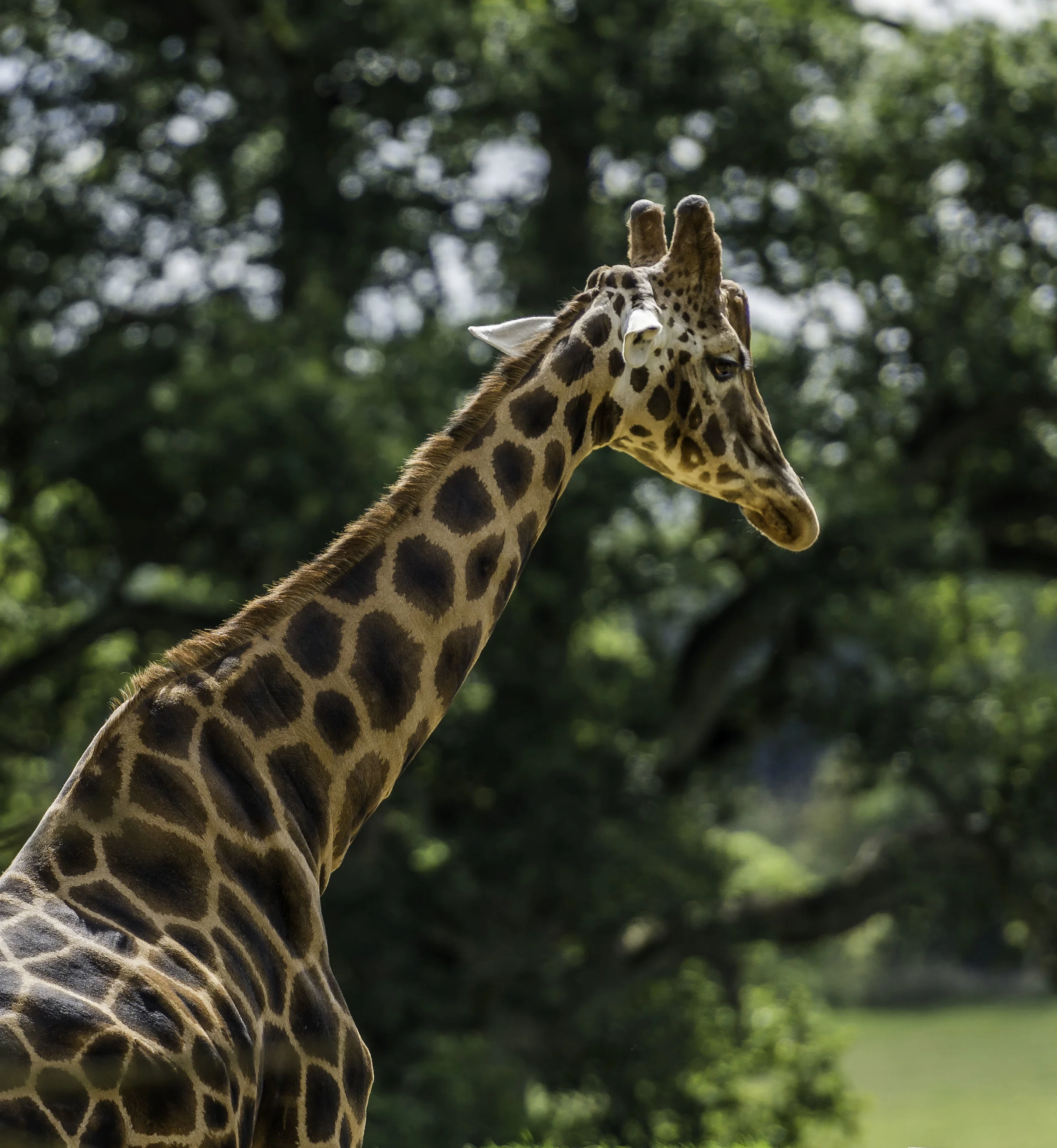 Giraffe