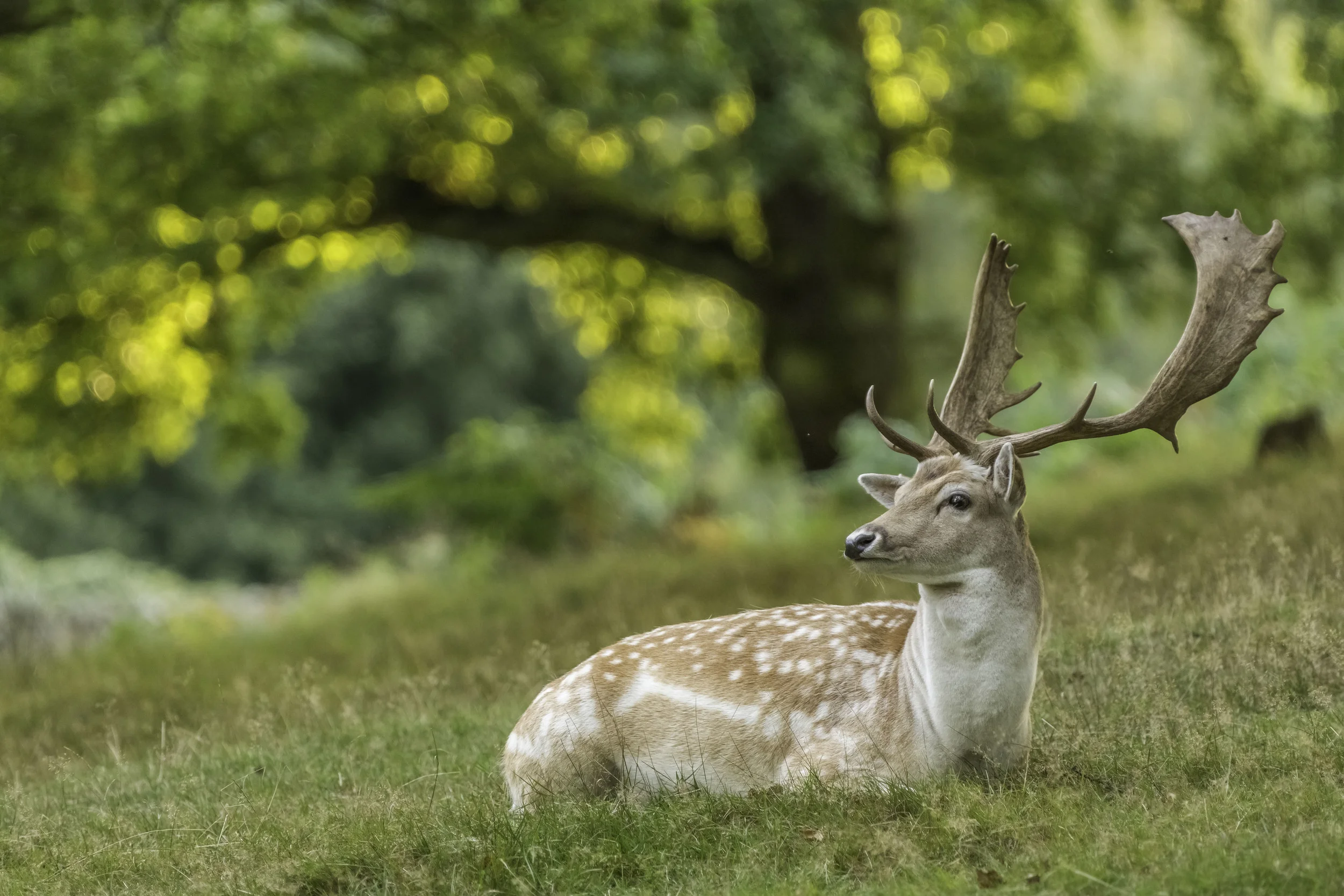 Fallow Deer