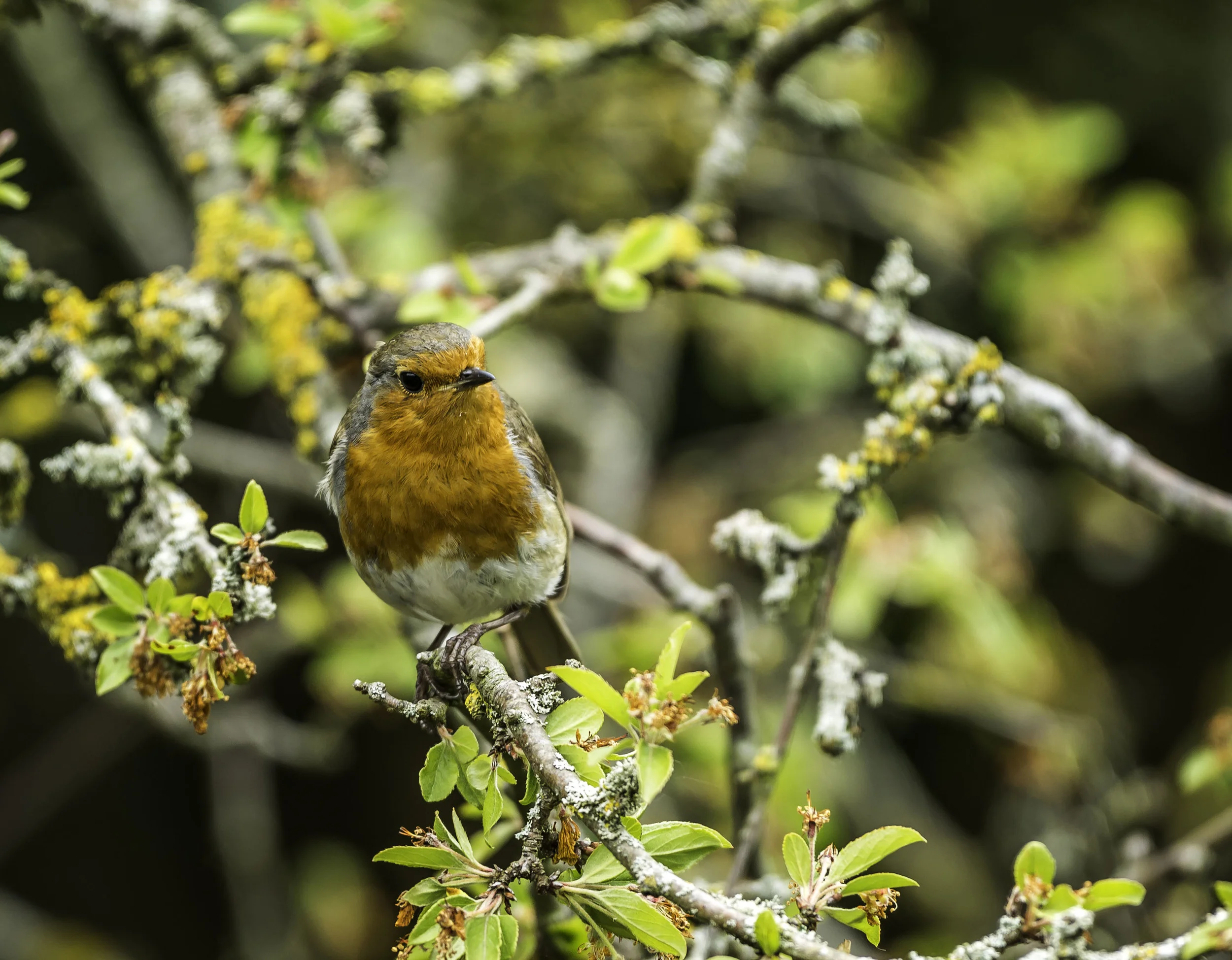 Robin