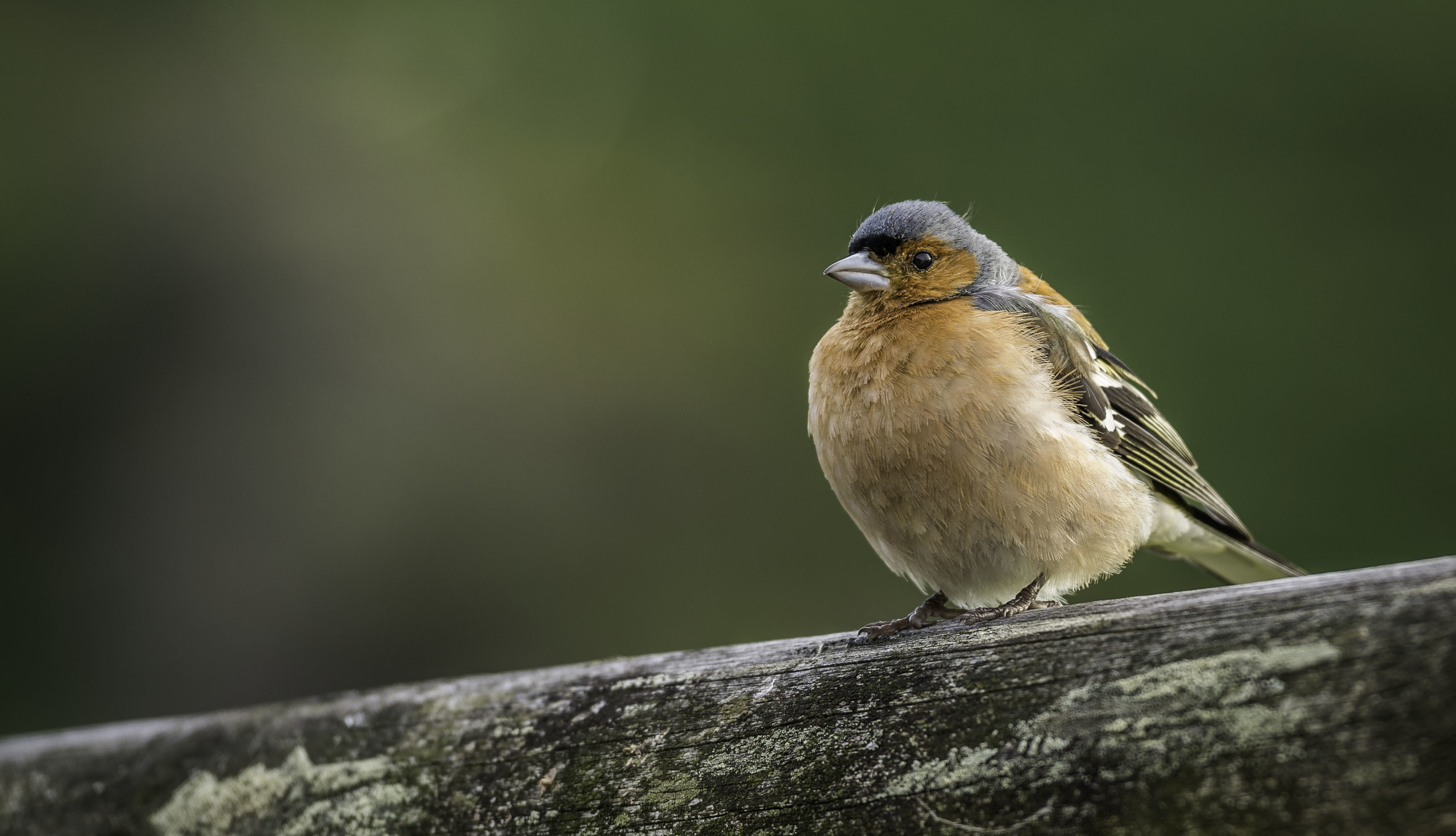 Chaffinch