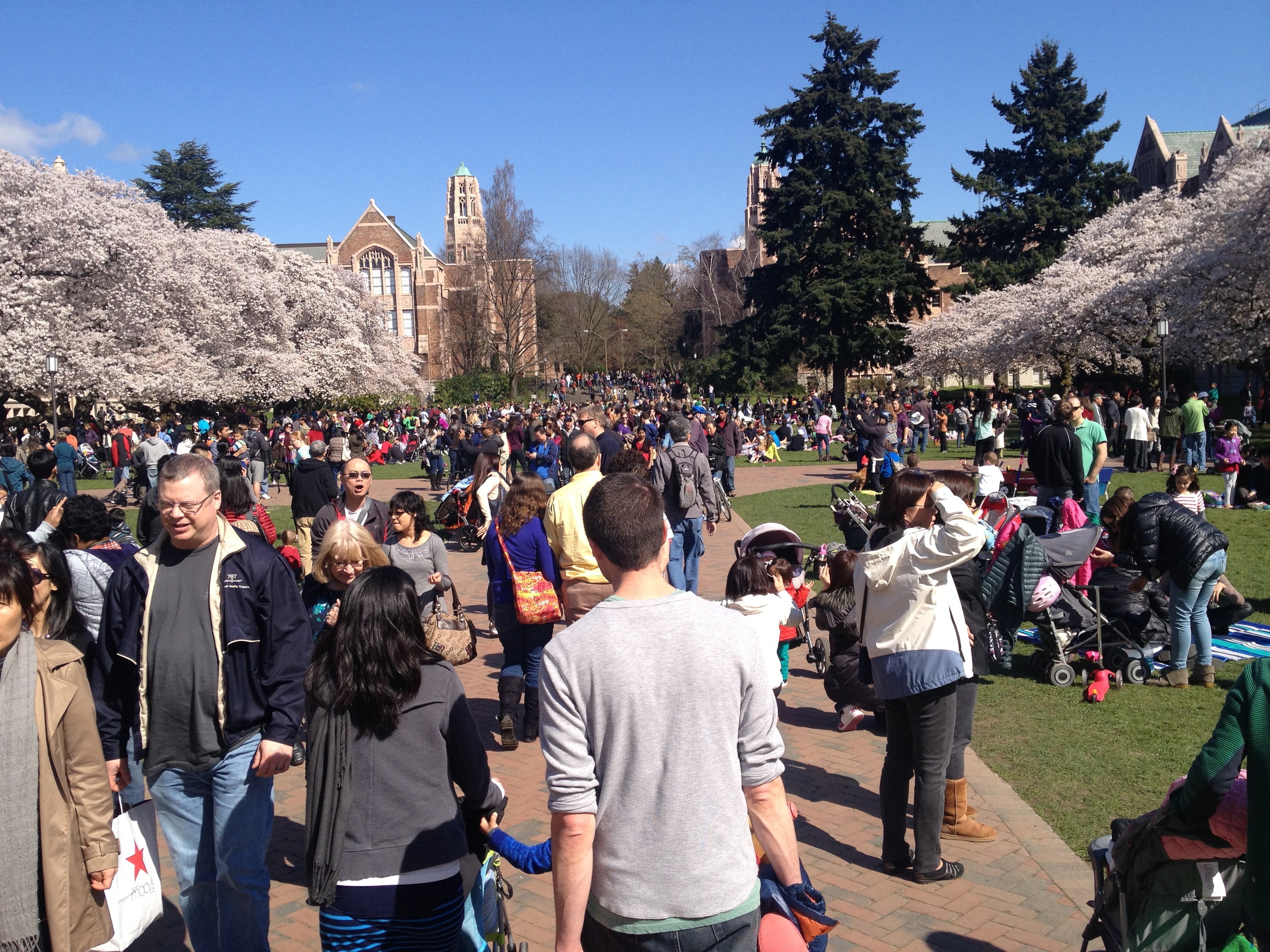 March 23, 2014 - Cherry Blossoms in bloom.