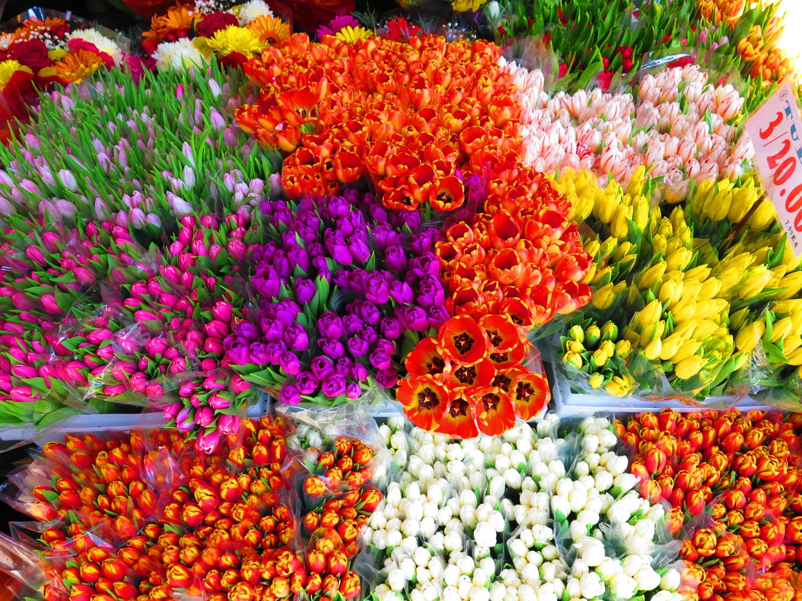 Tulips