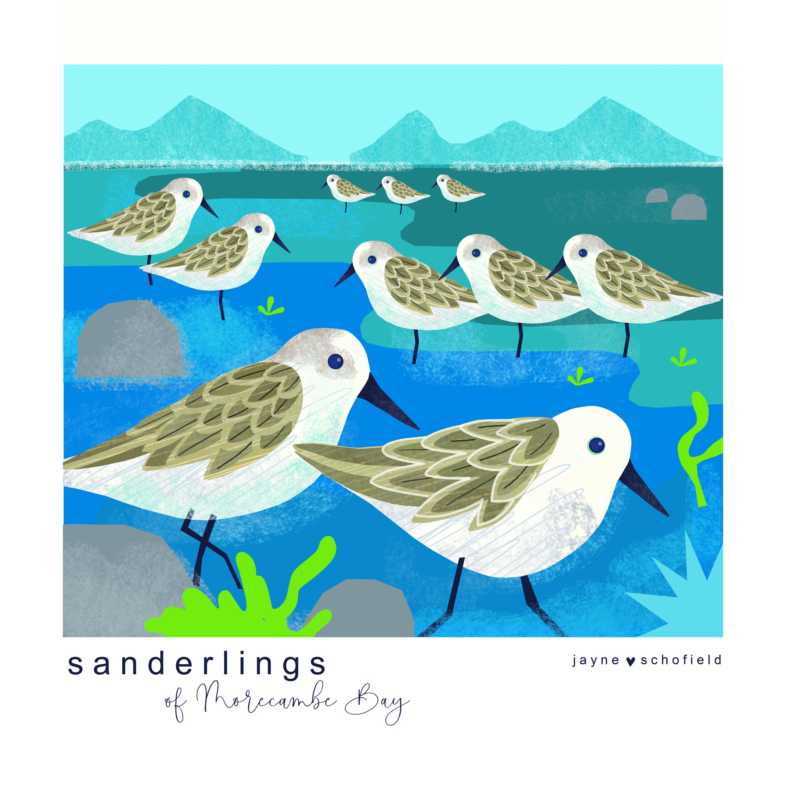 sanderlings on the bay flat.jpg