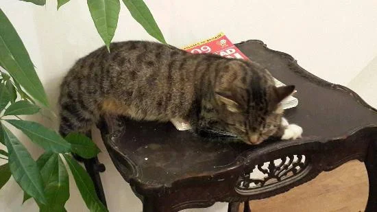 amaizing-cat.jpg