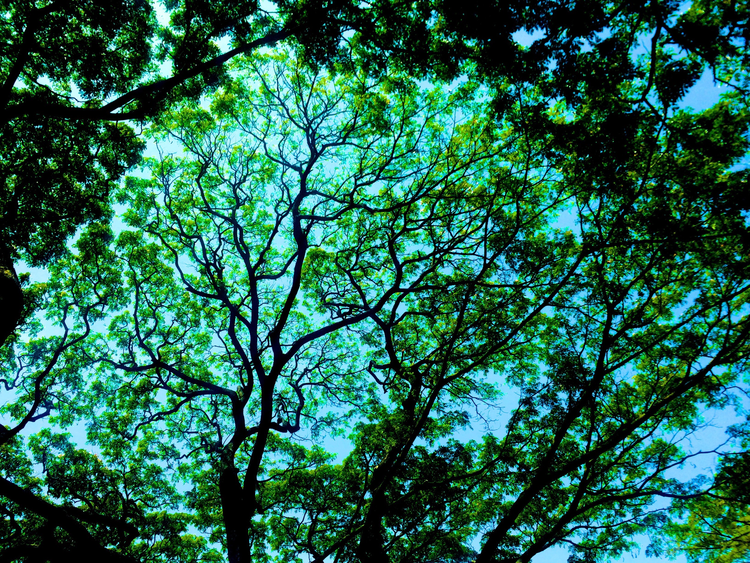 hawaaian treeGREEN.jpg