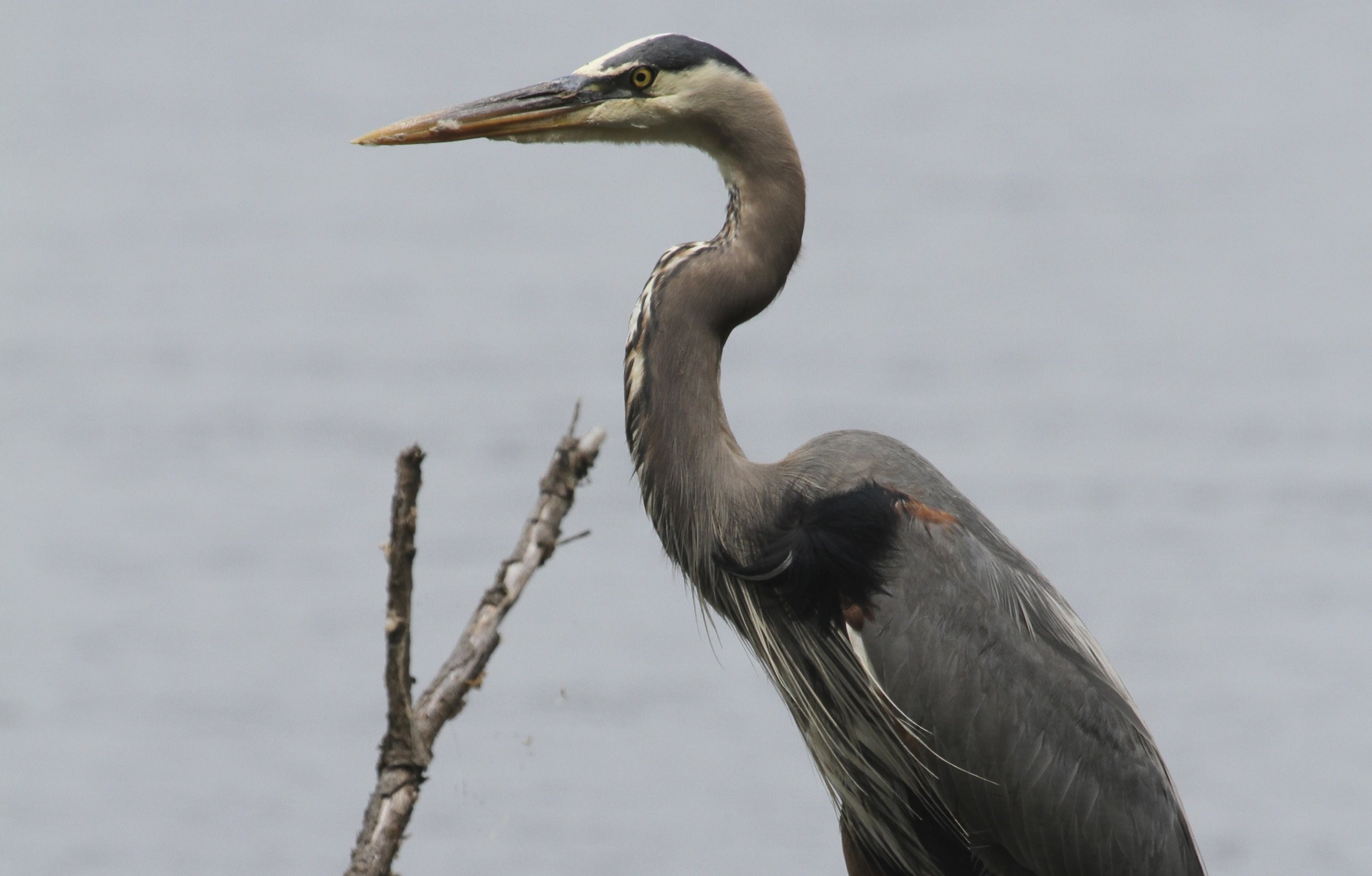 Heron - Copy.jpg