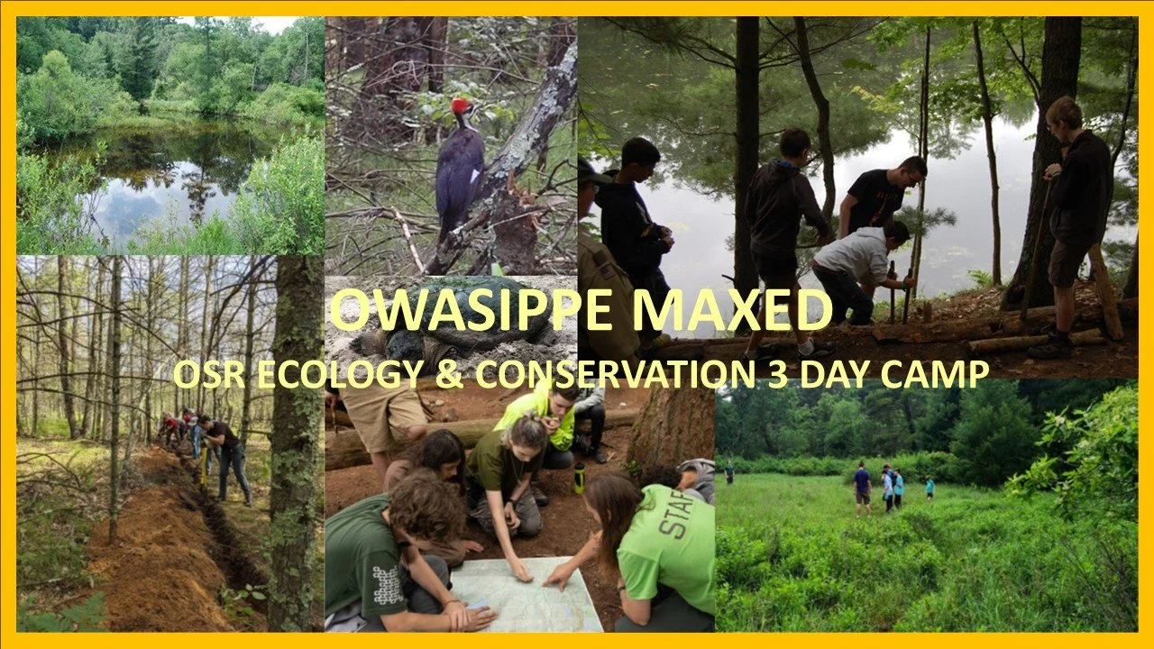 Maxed Ecology home page Rotation.jpg