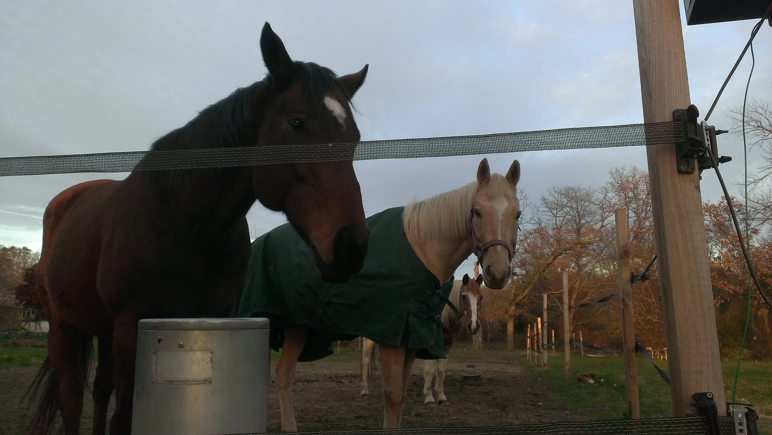 Romeo Bailey and Pony