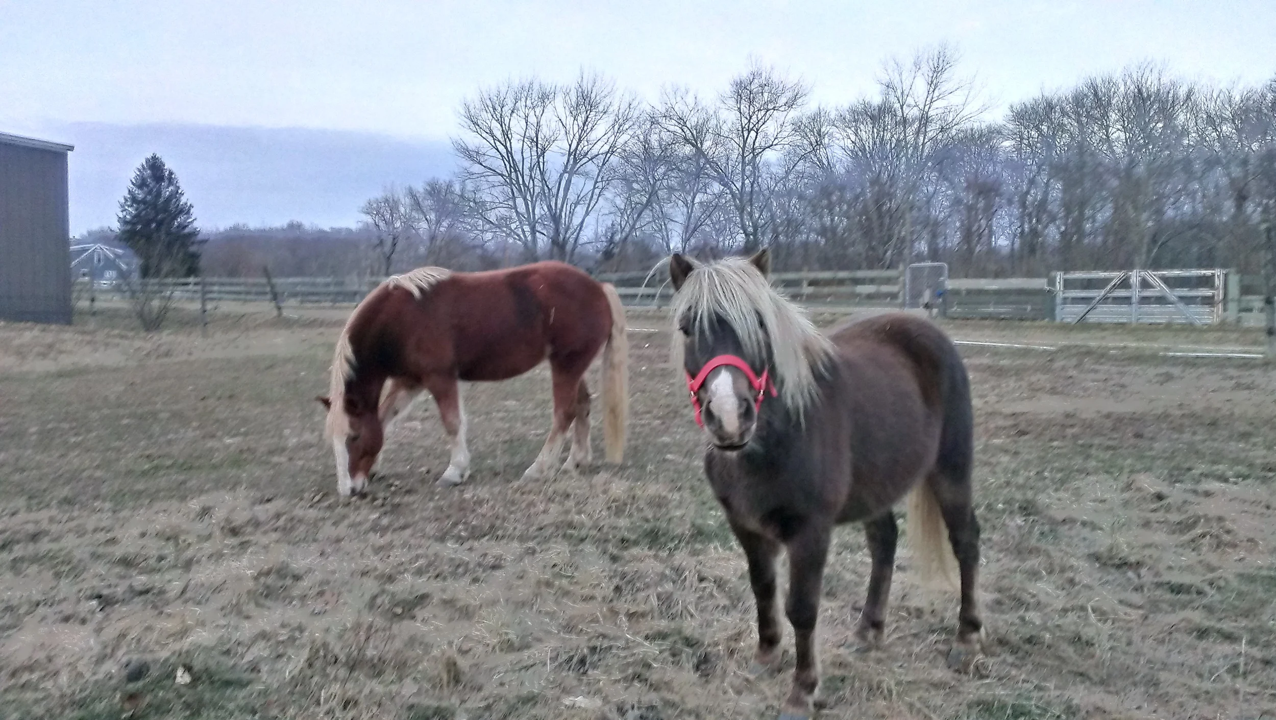 Striker and Lizzy