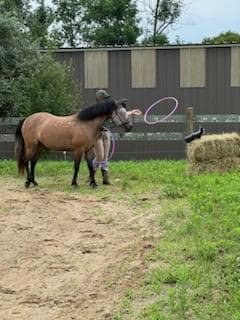 Young Horse Clinic