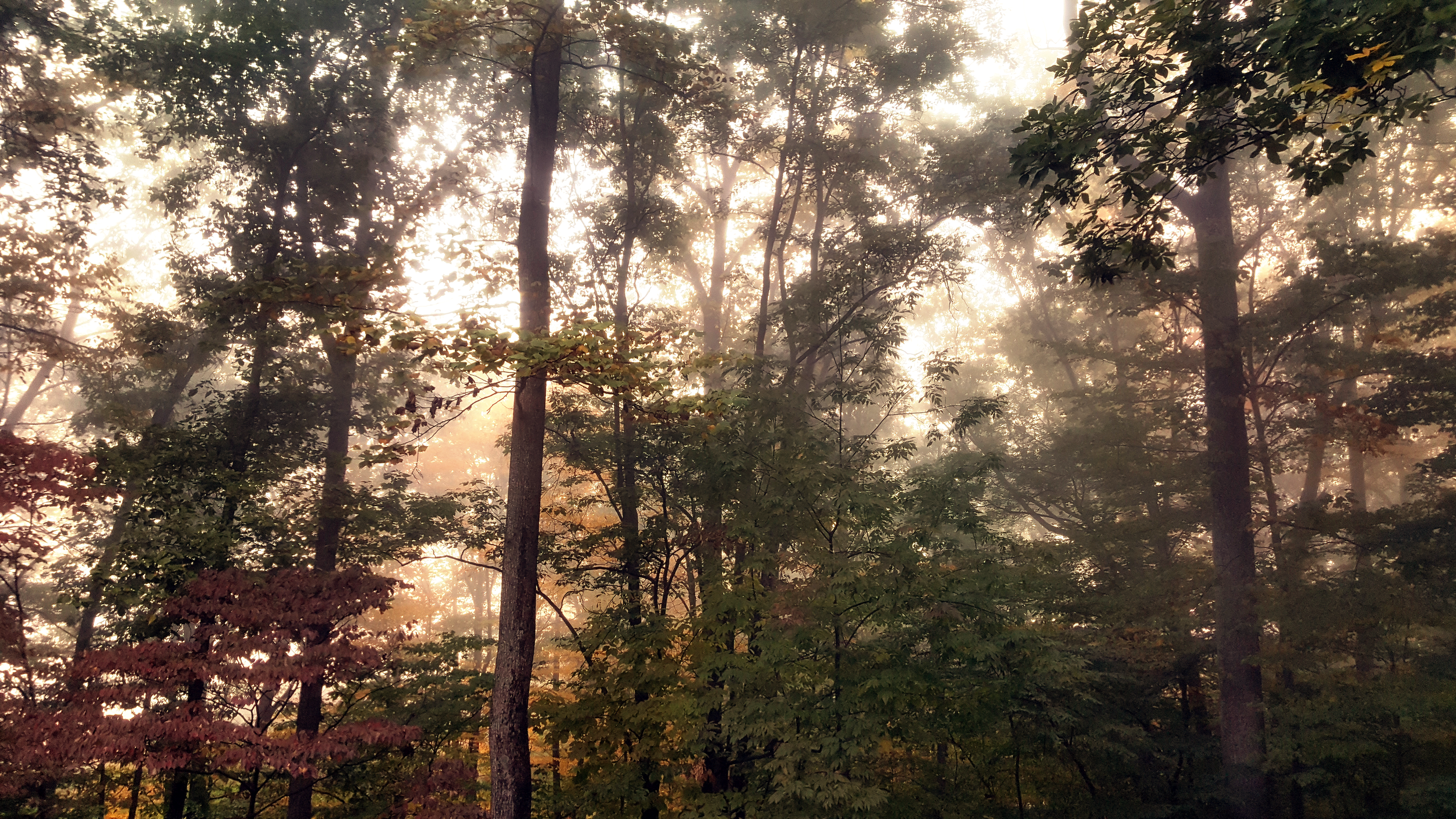 treefog.png