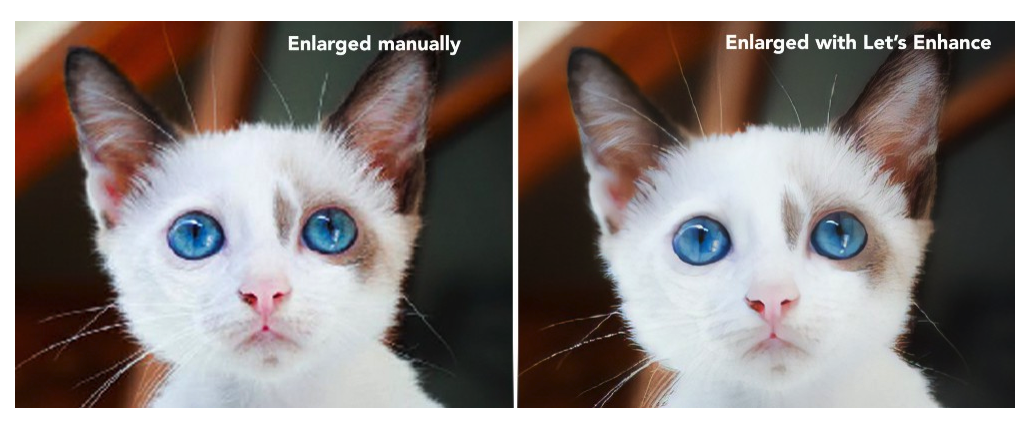 Aw, kittens are cute.