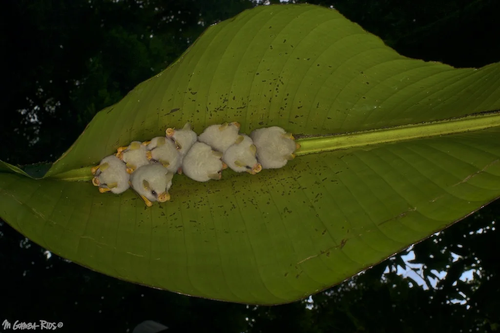 Ectophylla alba