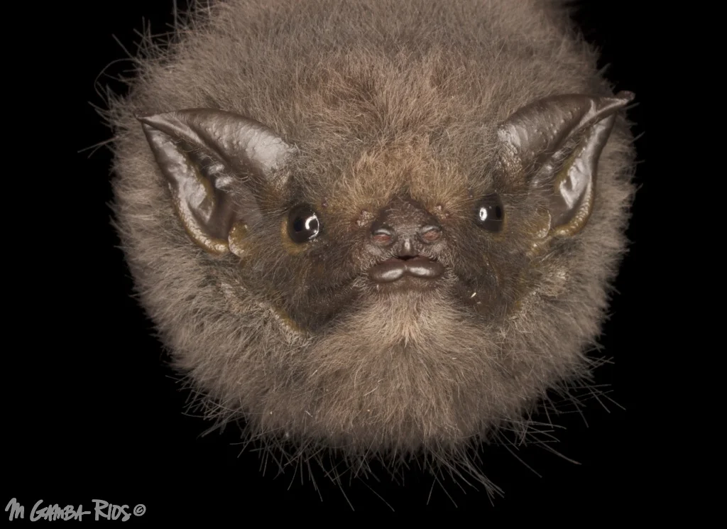 Cyttarops alecto